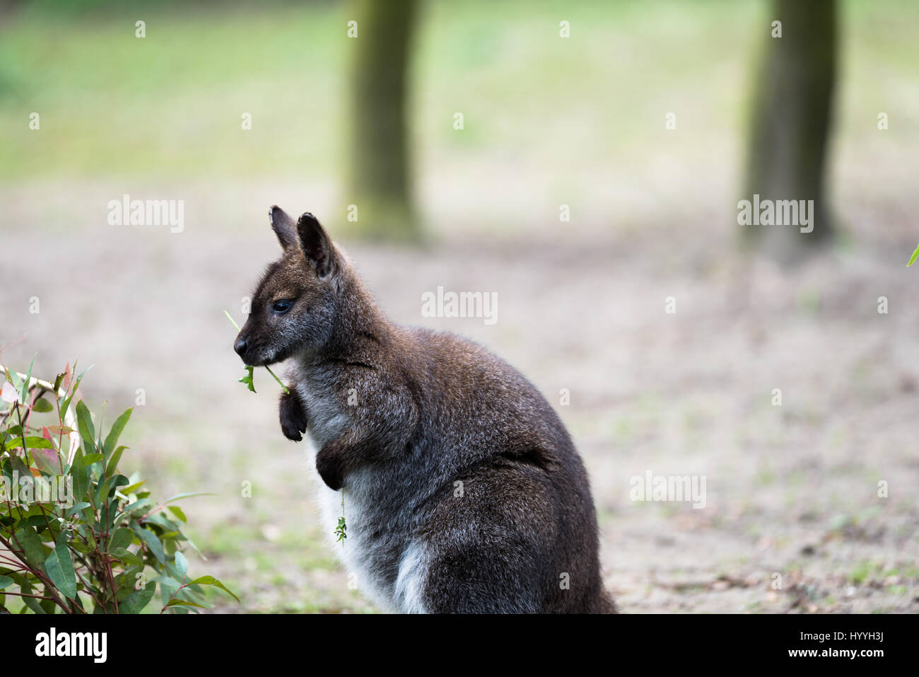 Australian Nocturnal Animals Stock Photos & Australian Nocturnal