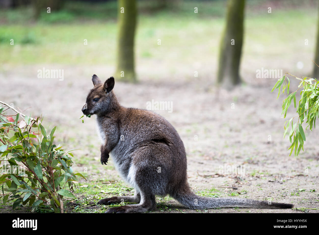 Australian Tree Kangaroo Eating Grass Stock Photo Alamy Australian Tree Kangaroo Eating Grass Stock Photo Alamy