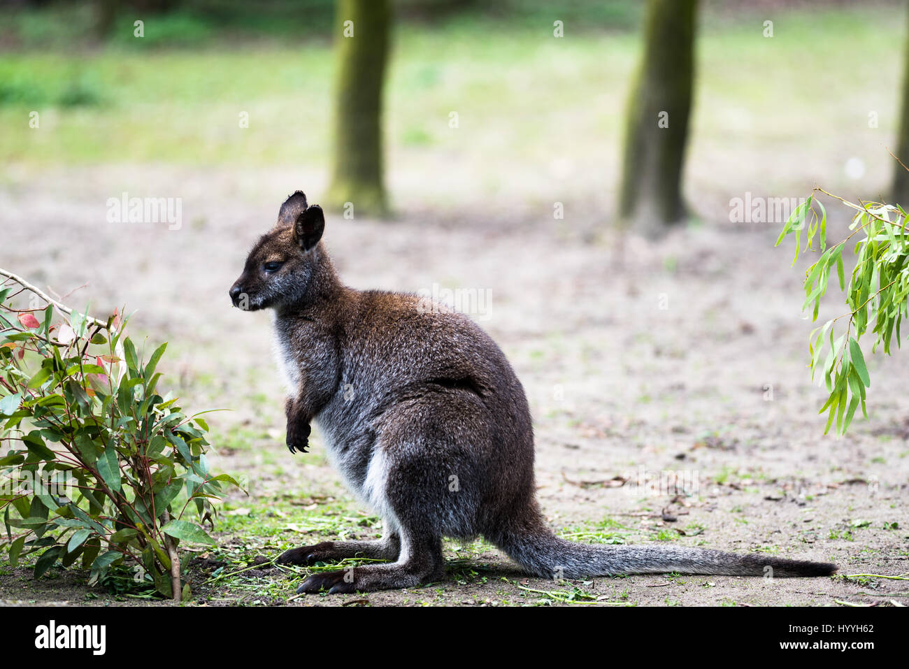 Tree Kangaroo High Resolution Stock Photography and Images Alamy