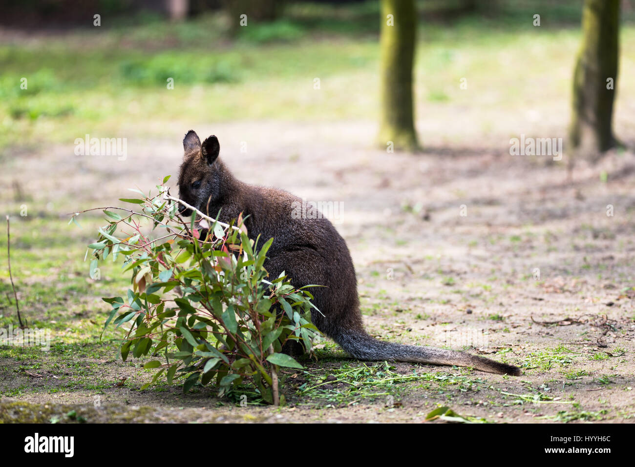 Australian Tree Kangaroo Eating Grass Stock Photo Alamy Australian Tree Kangaroo Eating Grass Stock Photo Alamy