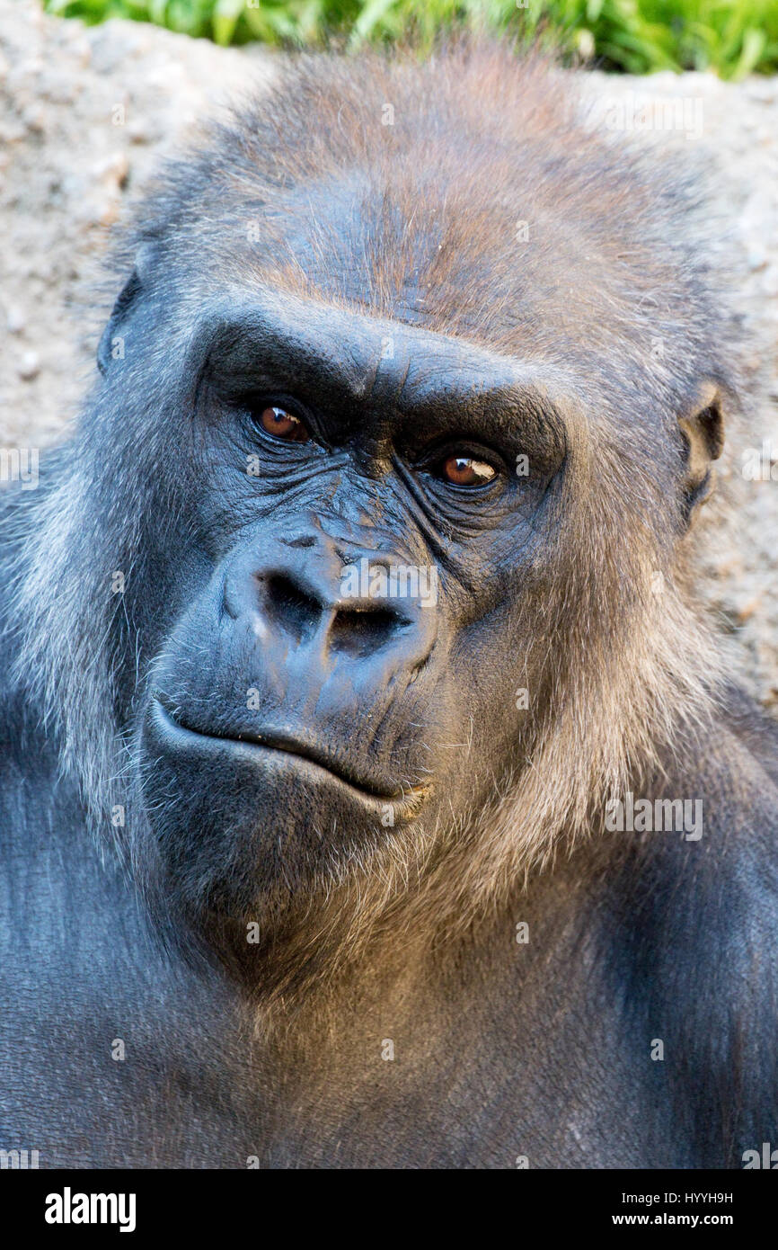 Western Lowland Gorilla - Gorilla gorilla gorilla, Captive Stock Photo - Alamy Western Lowland Gorilla - Gorilla gorilla gorilla, Captive Stock Photo - Alamy