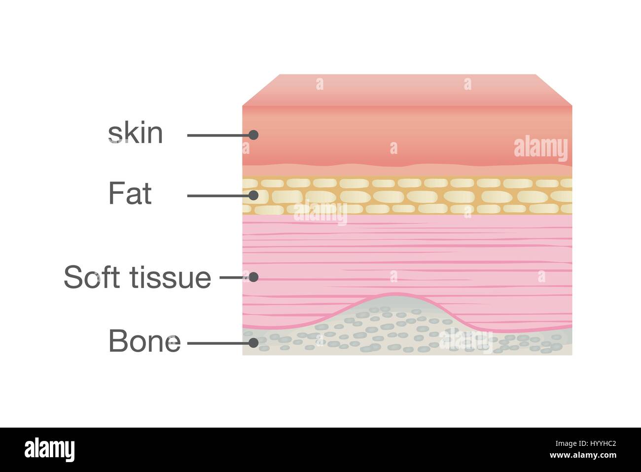 Normal Skin Anatomy of Human Stock Vector Image & Art Alamy