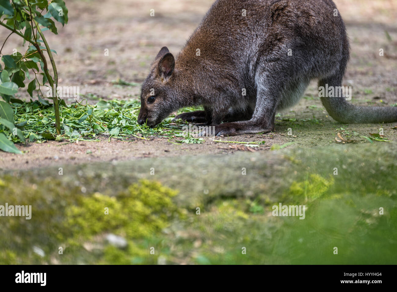 Australian tree kangaroo eating and jumping around Stock Photo Alamy