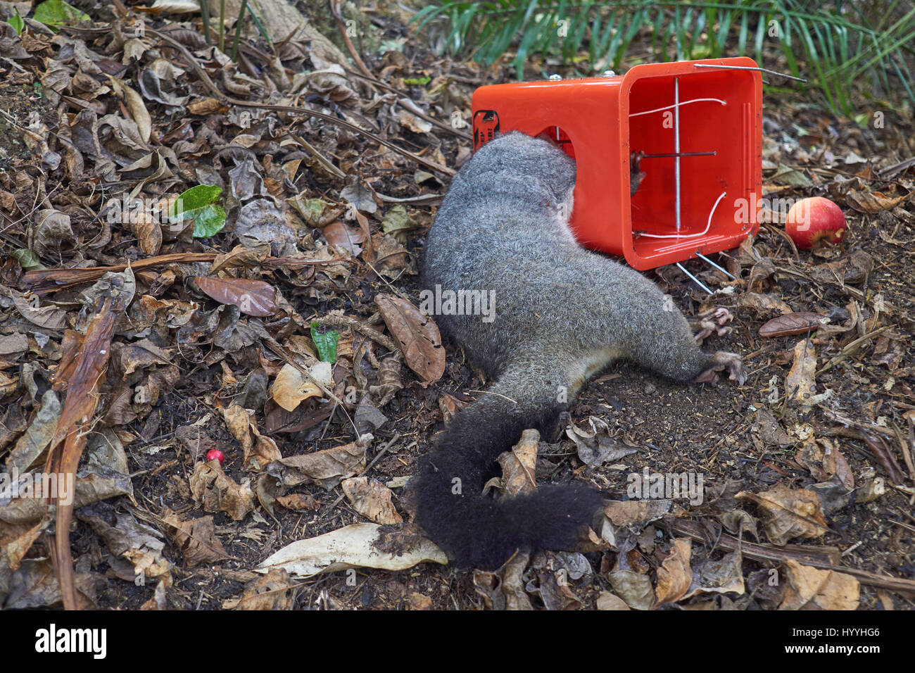https://c8.alamy.com/comp/HYYHG6/conservation-in-new-zealand-dead-brushtail-possum-in-a-bush-pest-trap-HYYHG6.jpg