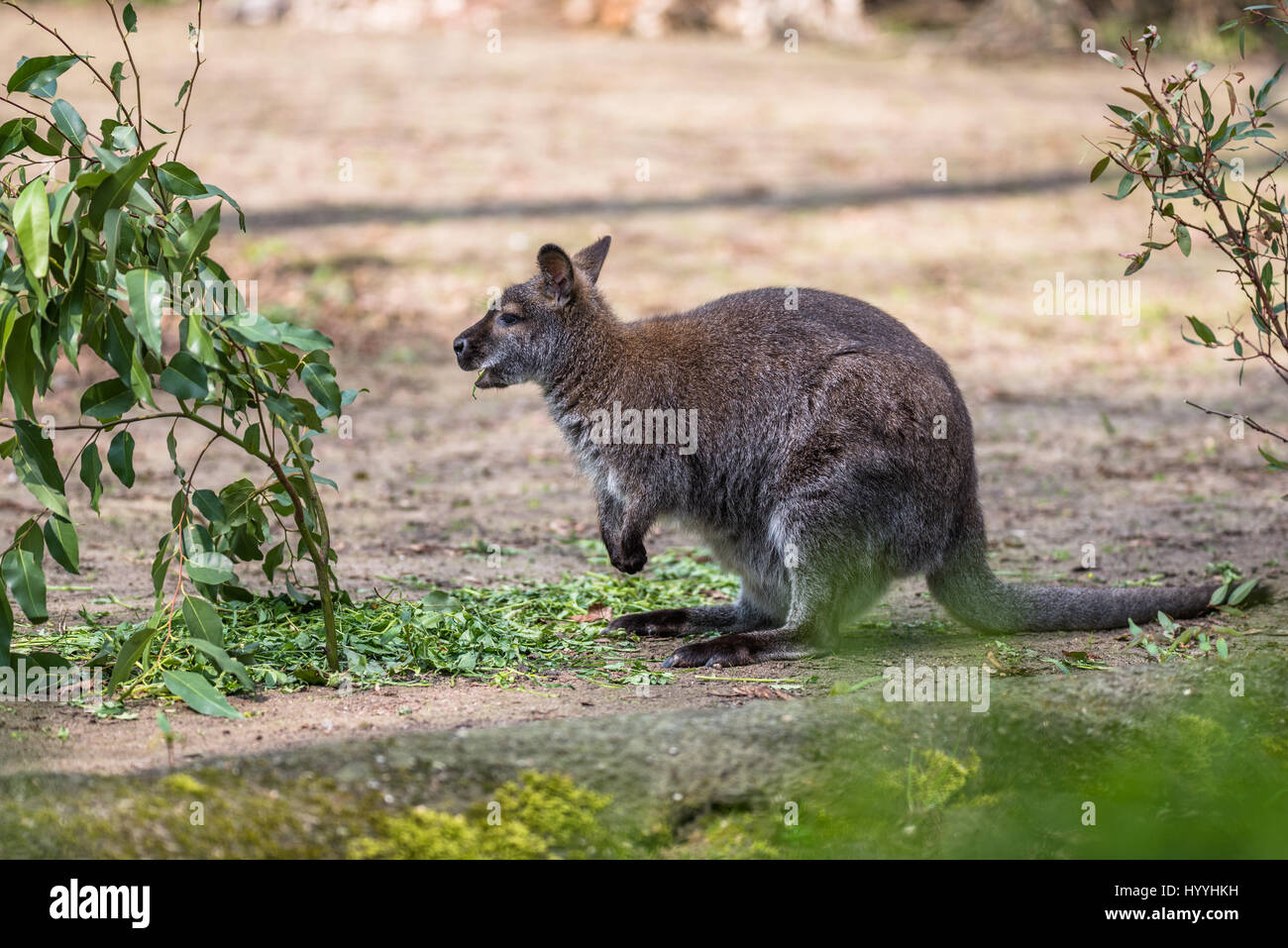 Australian tree kangaroo eating and jumping around Stock Photo Alamy