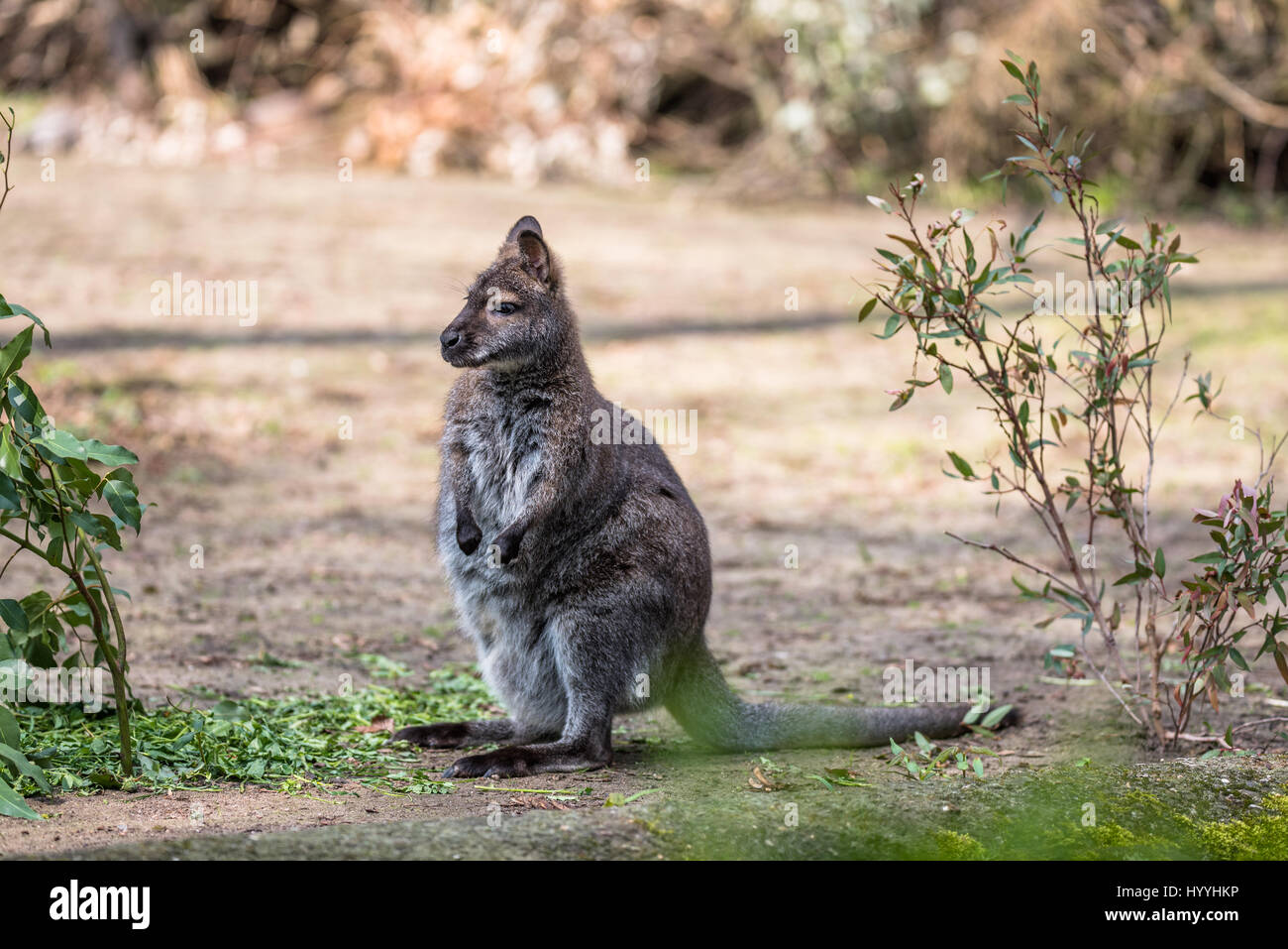 Australian tree kangaroo eating and jumping around Stock Photo Alamy