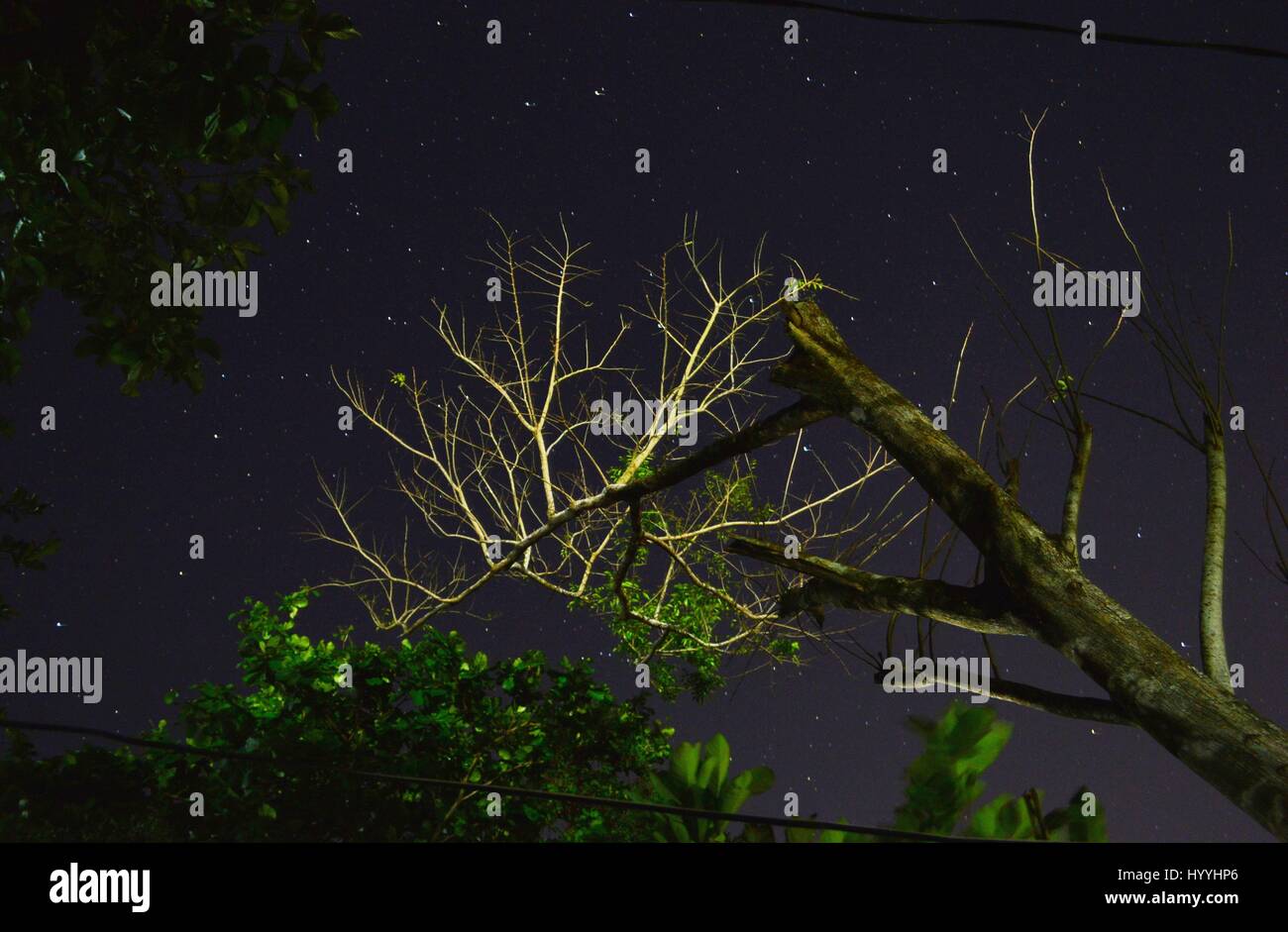 Tree trunk and branches against a starry night sky background captured using 30 second long exposure shot. Stock Photo