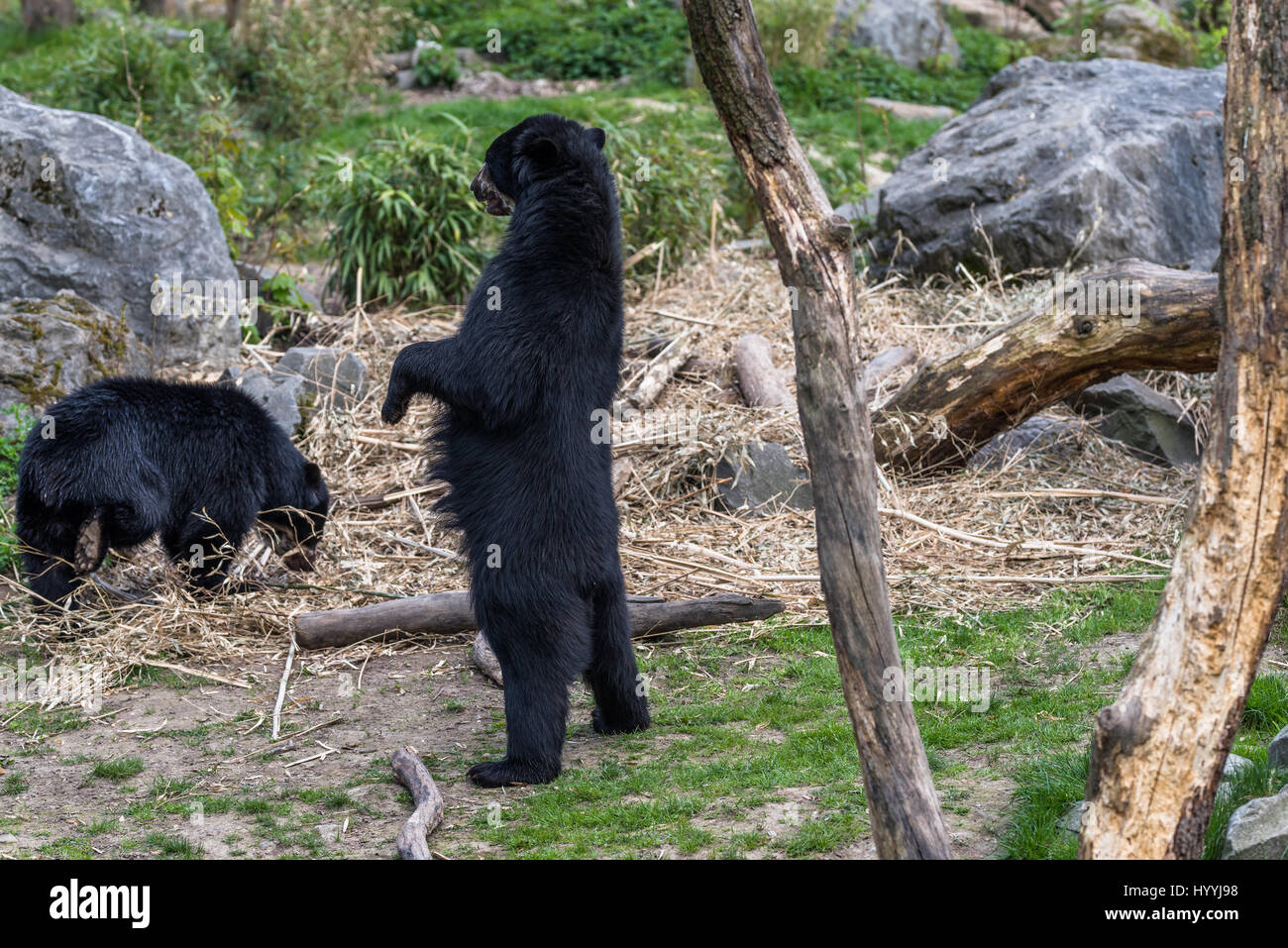European black bear standing on its hind legs Stock Photo - Alamy