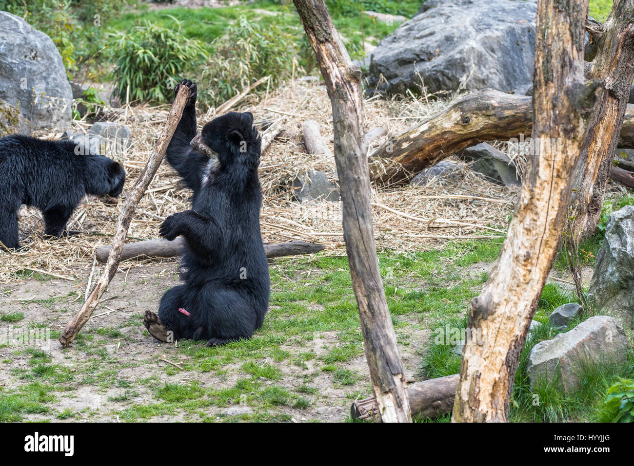 Black bear cubs fighting and playing with each other Stock Photo