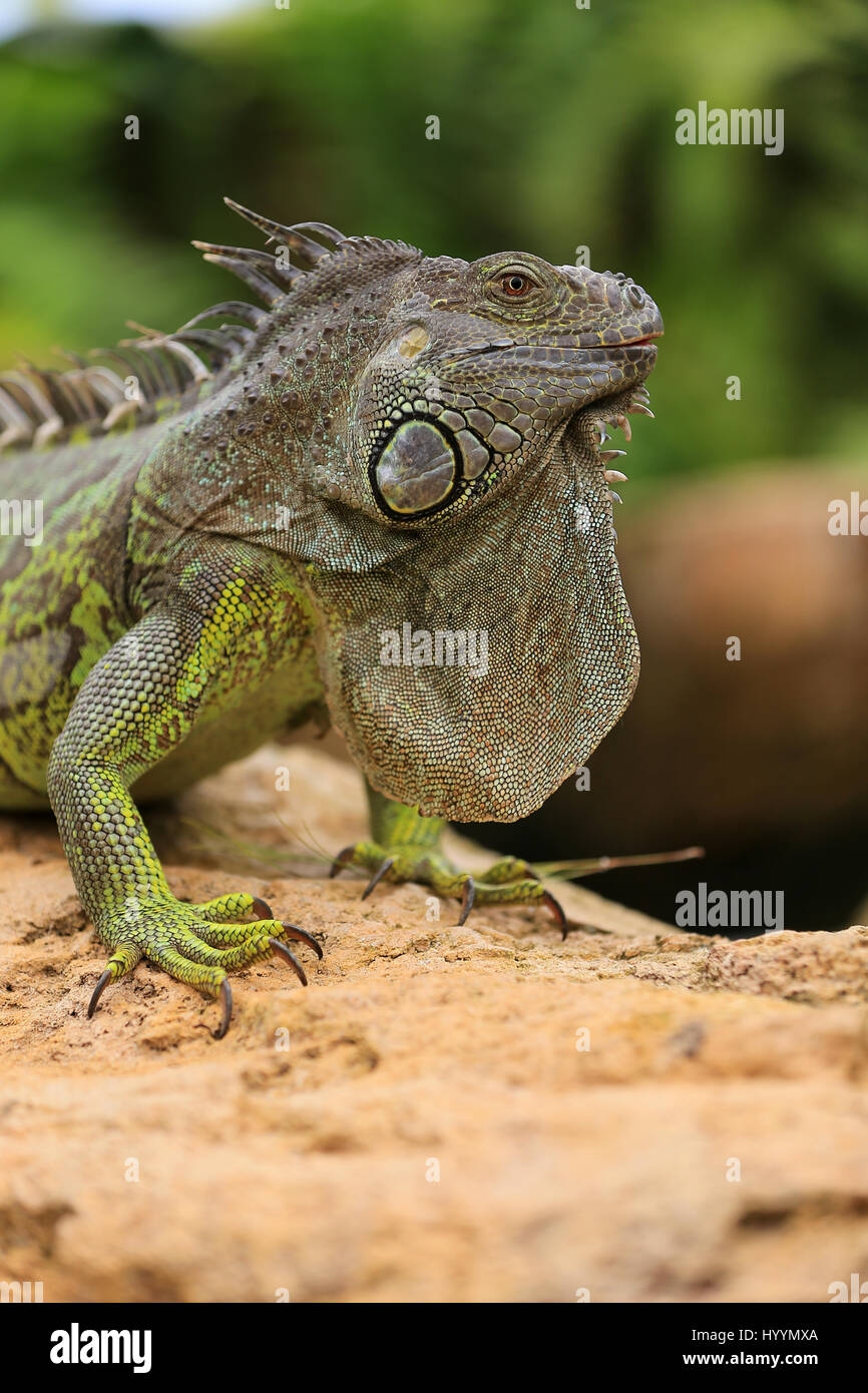 Iguana Verde, the habitat of South and Central America Stock Photo Alamy