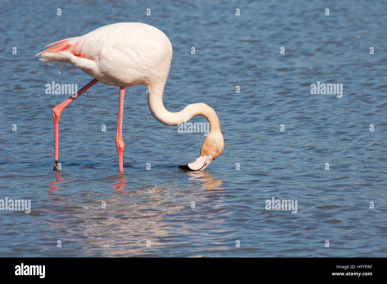 Greater Flamingo (Phoenicopterus roseus) filter feeding through beak while wading in Camargue wetland, Provence, southern France Stock Photo