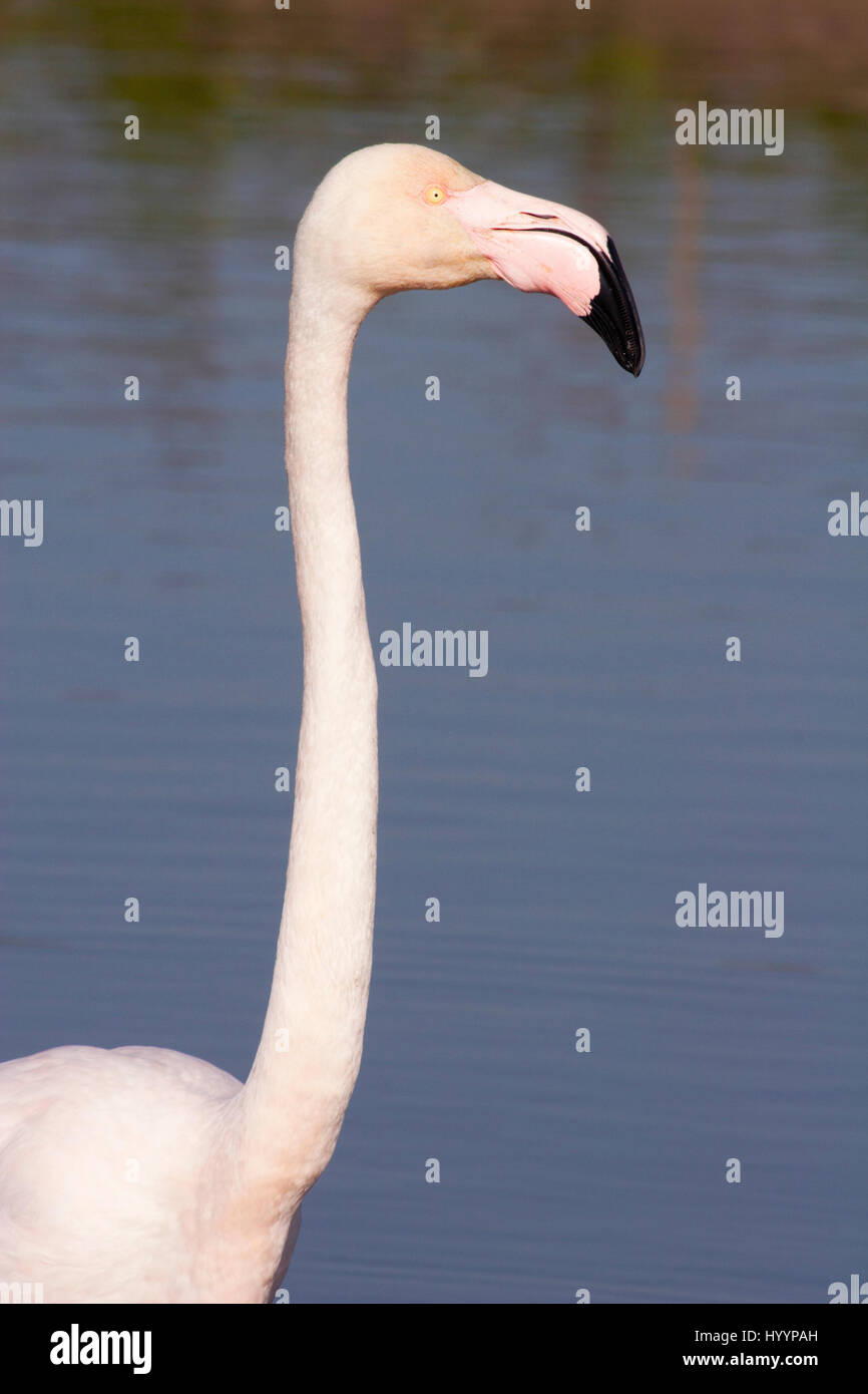 Greater Flamingo close up of head and neck in Camargue wetland, France. Phoenicopterus roseus Stock Photo