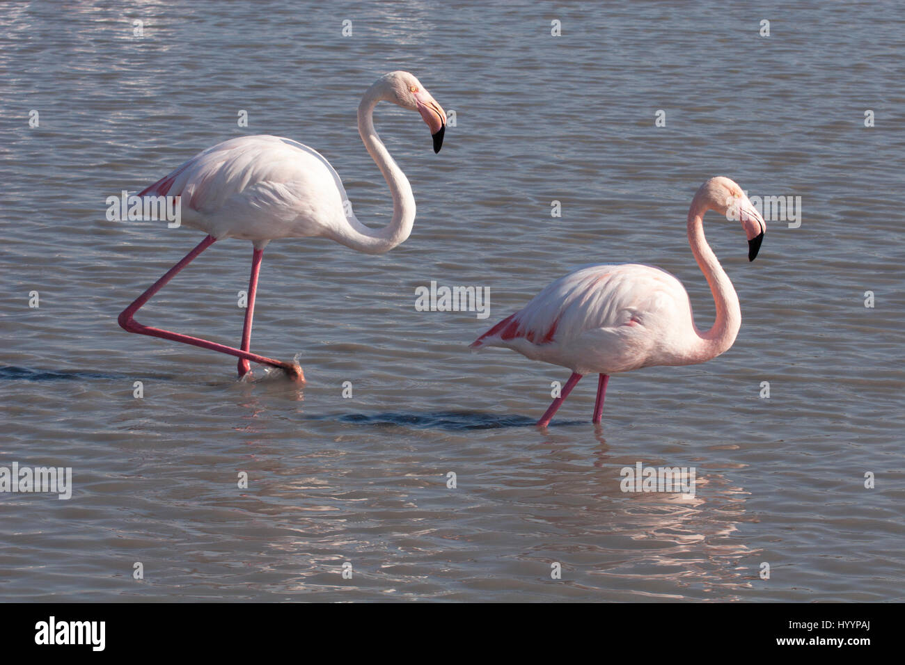 Greater Flamingo pair (Phoenicopterus roseus) in Camargue lagoon Stock Photo