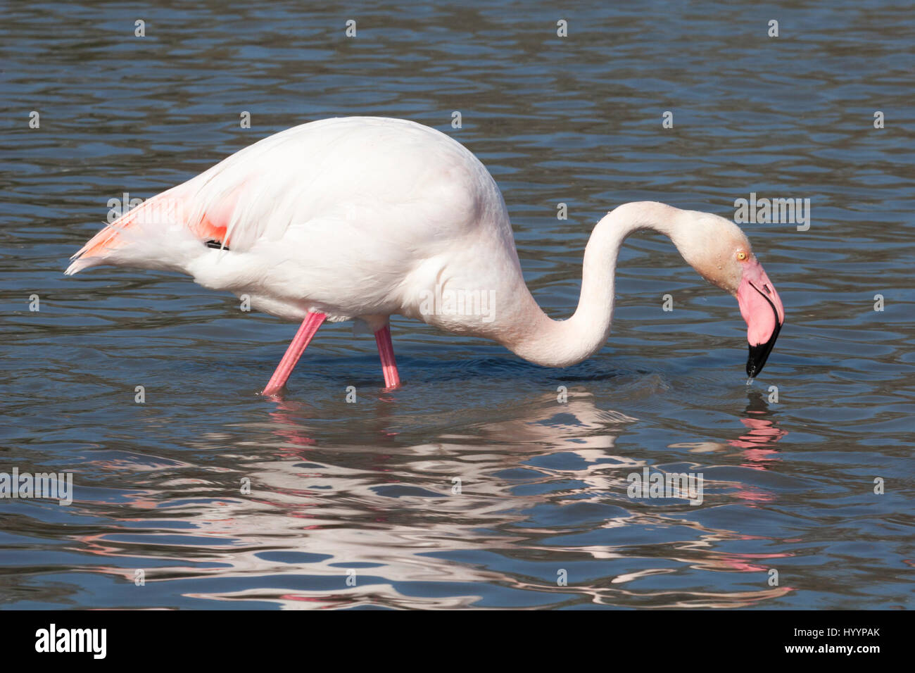 Greater Flamingo (Phoenicopterus roses) feeding in saline Camargue wetland Stock Photo
