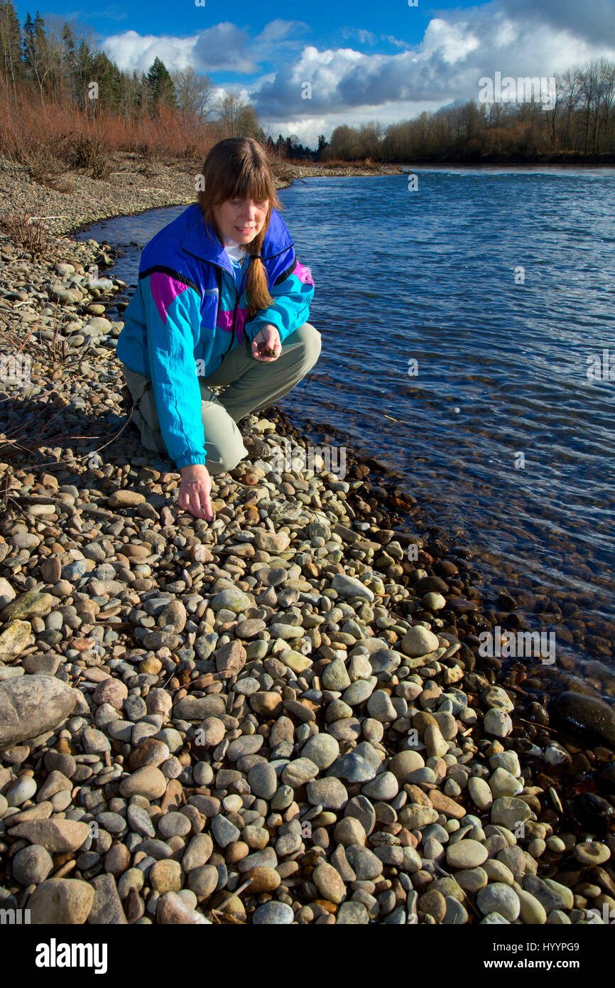 Rock collecting along Willamette River, Keizer Rapids Park, Keizer, Oregon Stock Photo Alamy