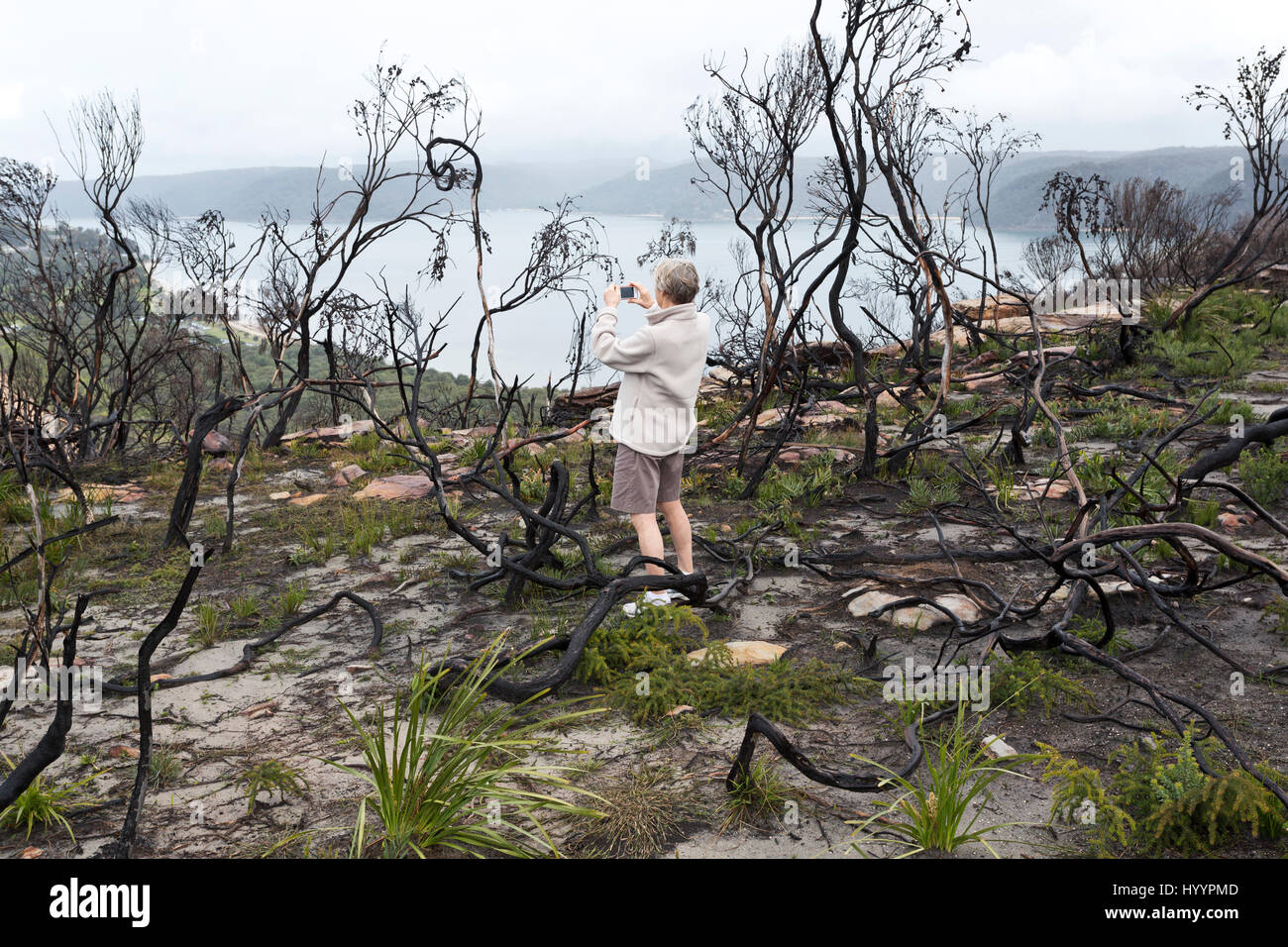 Woman photographing burnt bushland (after a bushfire) with light rain falling Barrenjoey Headland Palm Beach New South Wales Australia Stock Photo