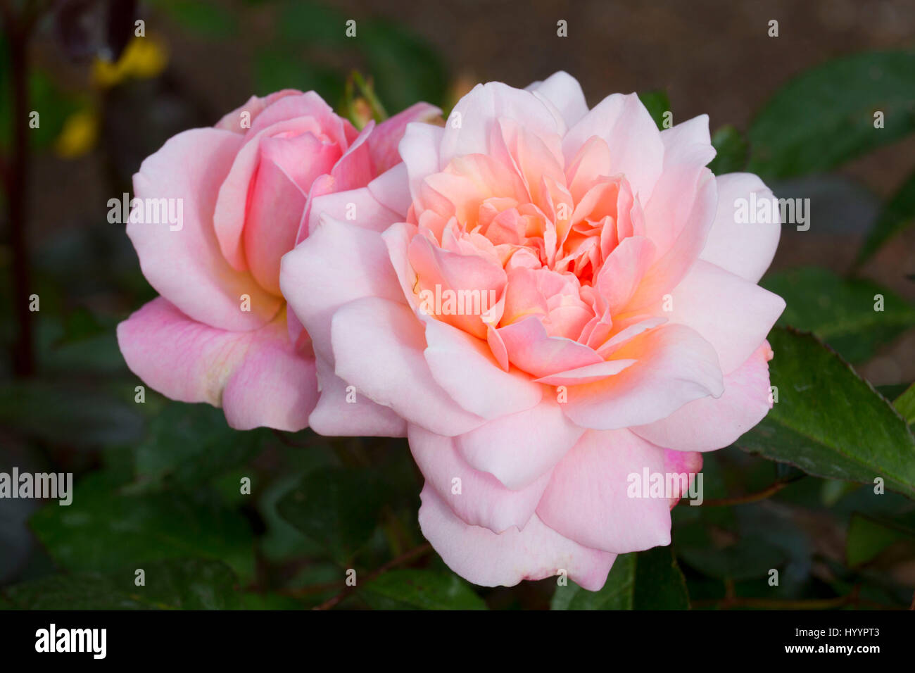Gruss an Aachen rose, Heirloom Roses, St Paul, Oregon Stock Photo