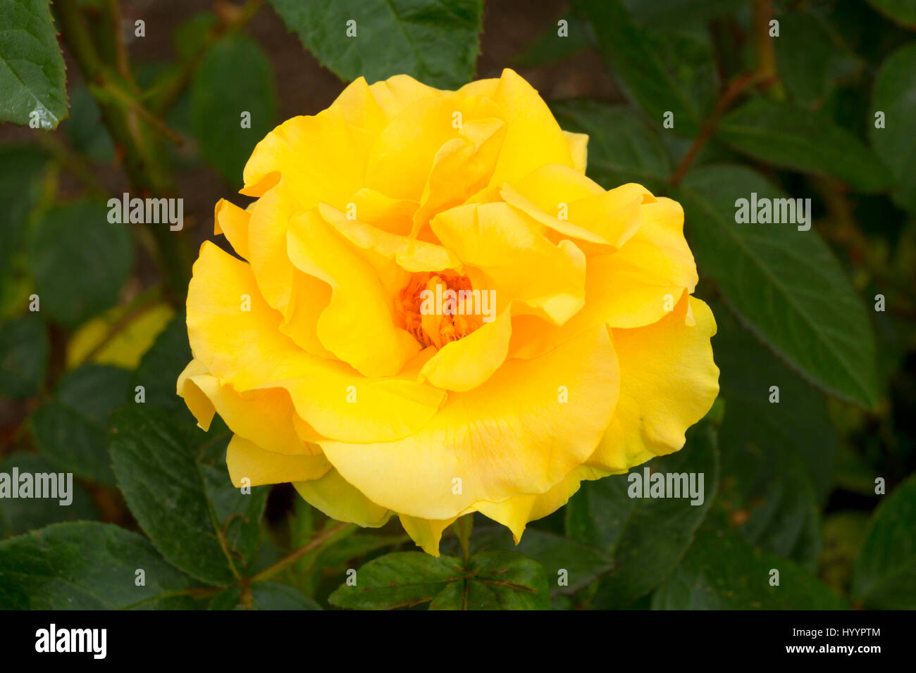 St. Christopher rose, Heirloom Roses, St Paul, Oregon Stock Photo - Alamy