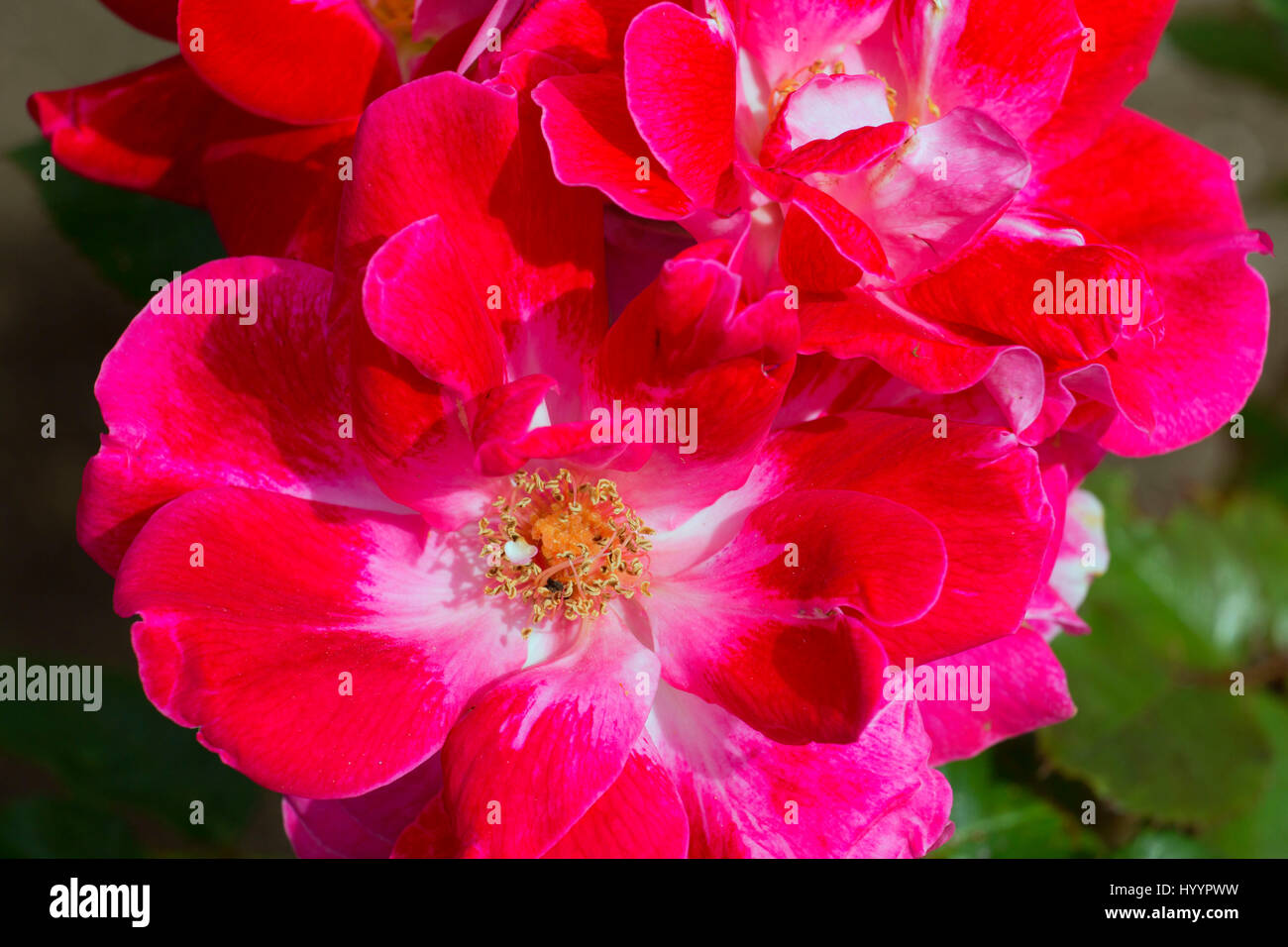 Old Master rose, Heirloom Roses, St Paul, Oregon Stock Photo Alamy