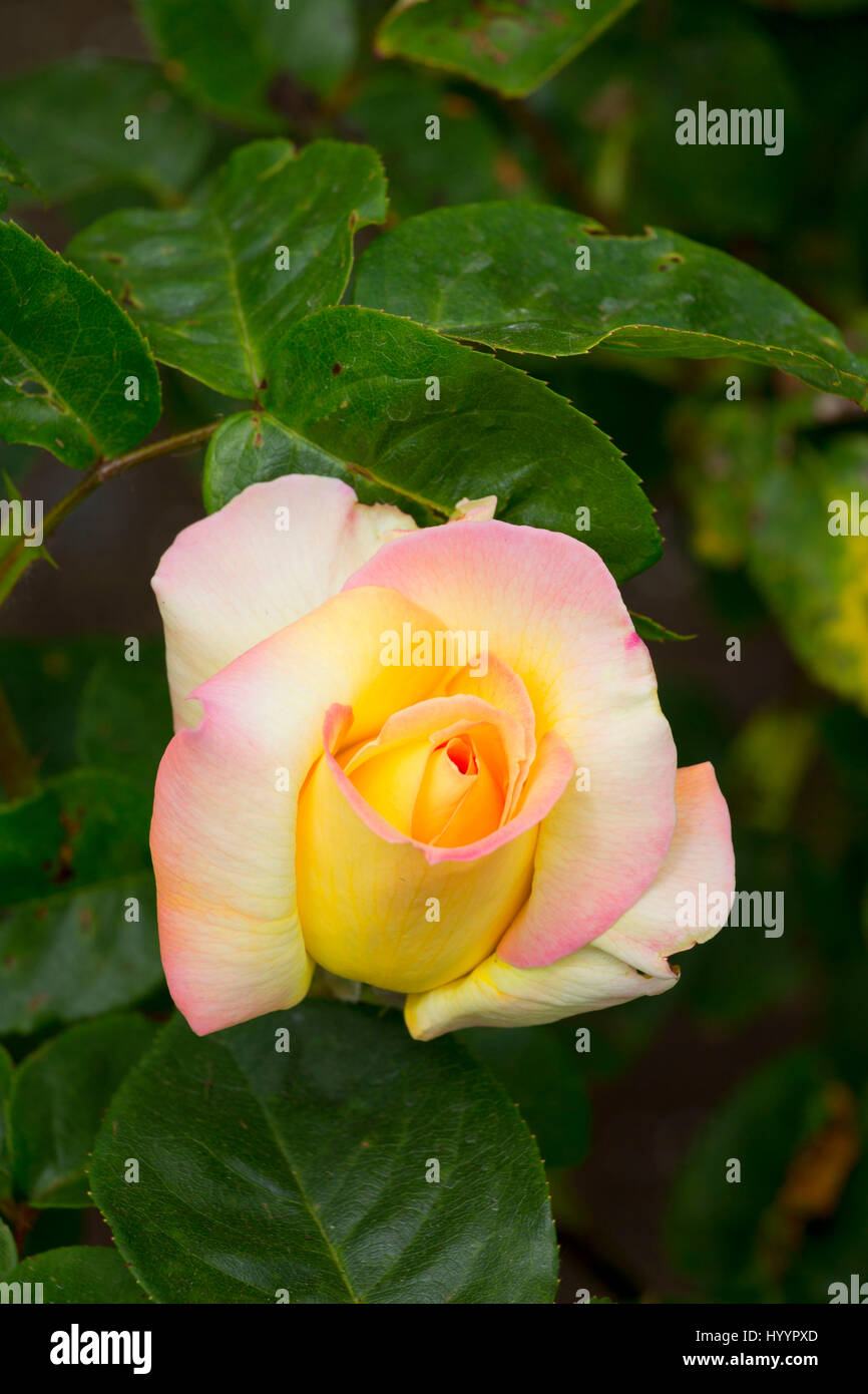 Peace rose, Heirloom Roses, St Paul, Oregon Stock Photo Alamy