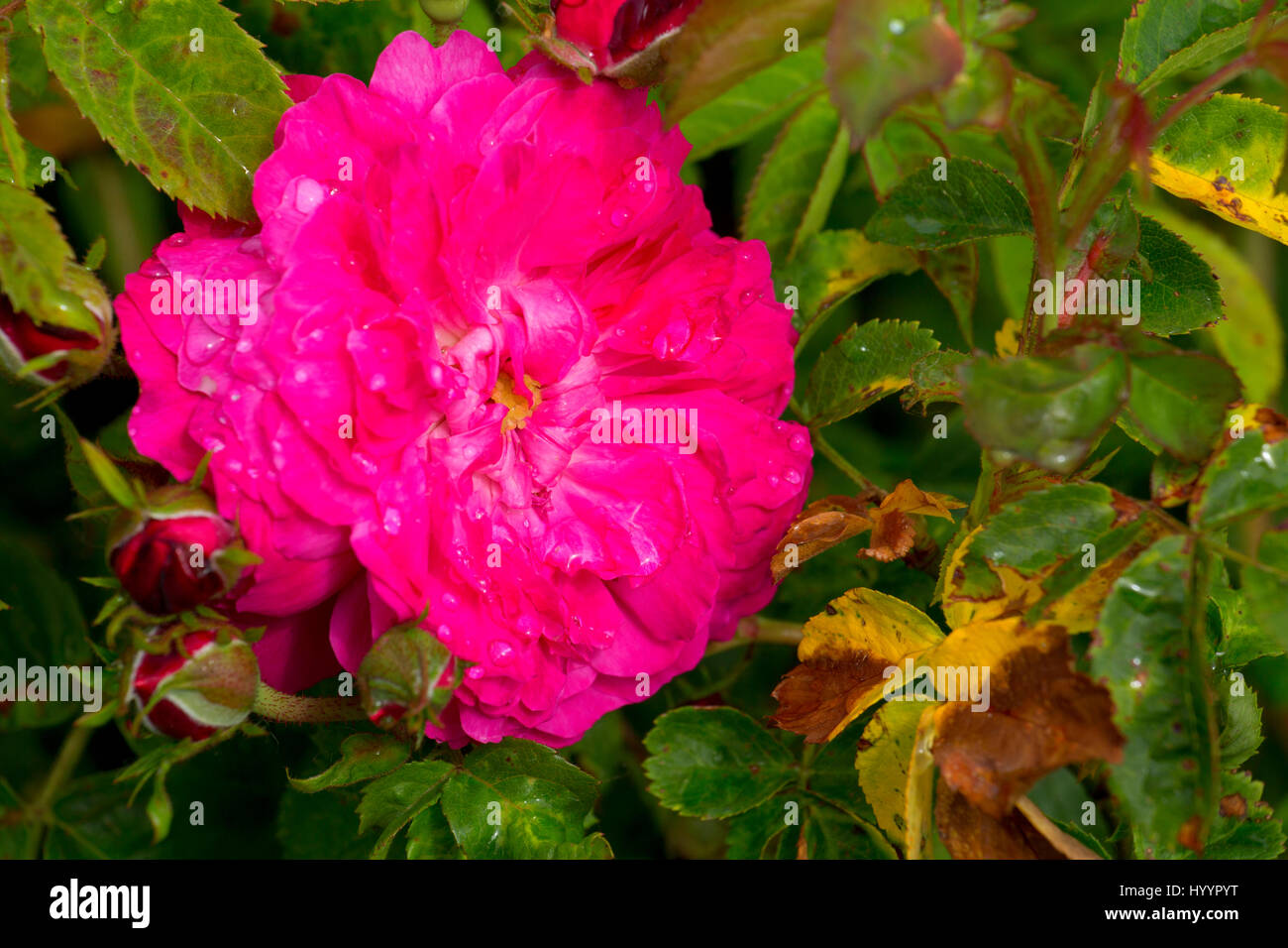Souvenir du President Lincoln rose, Heirloom Roses, St Paul, Oregon Stock Photo Alamy