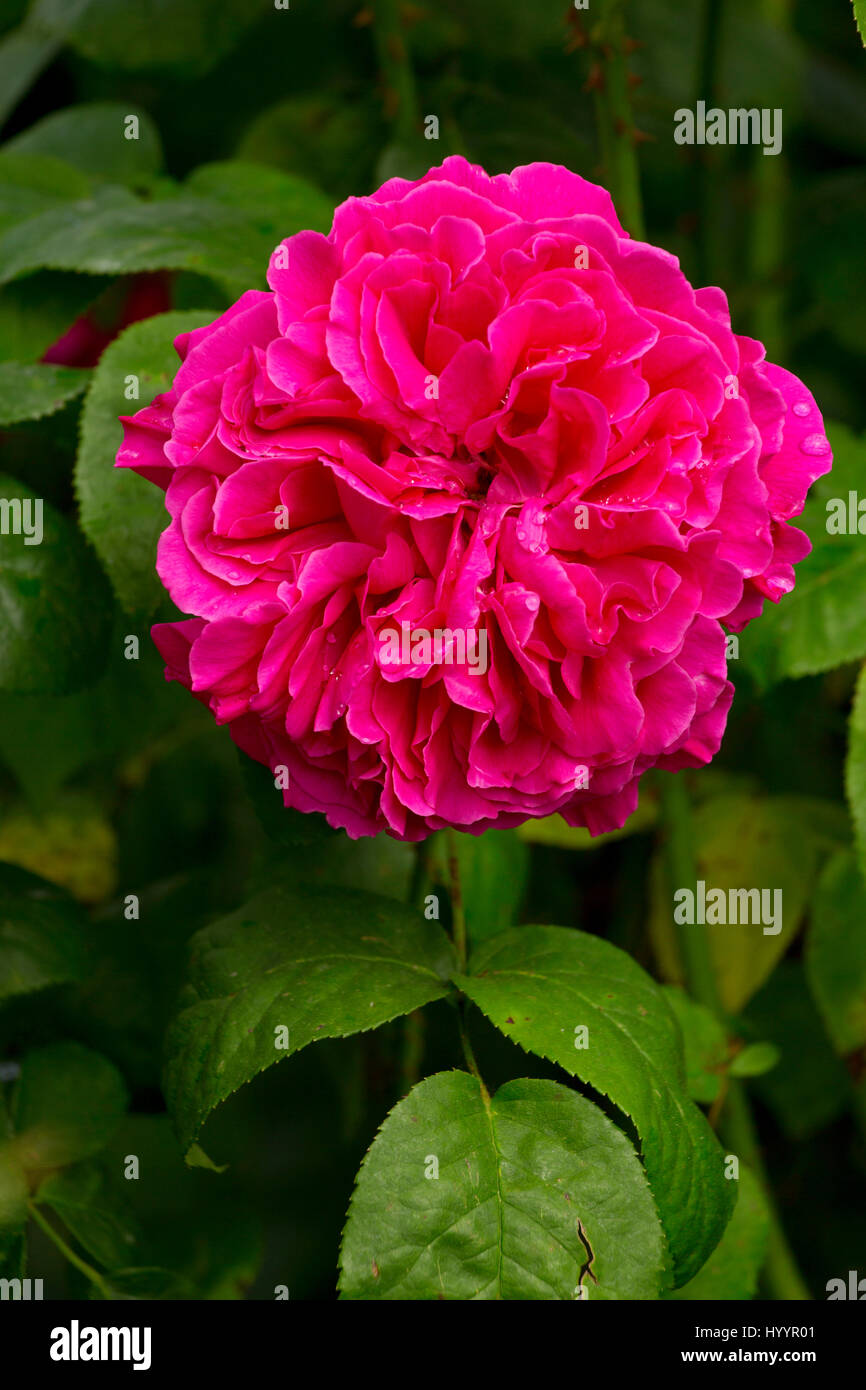 Rose, Heirloom Roses, St Paul, Oregon Stock Photo Alamy