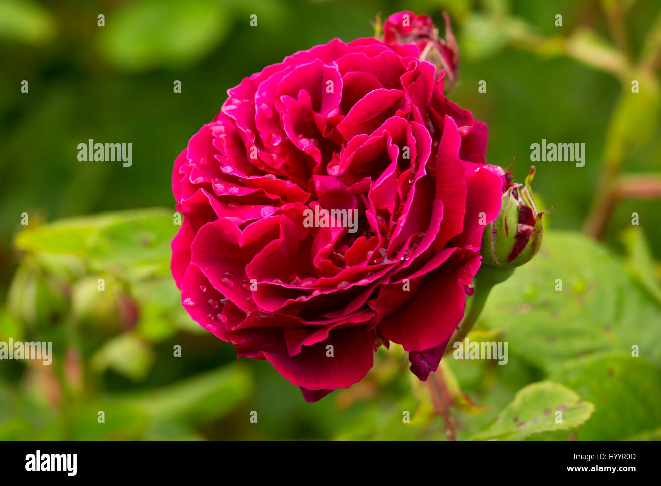 Alfred Colomb rose, Heirloom Roses, St Paul, Oregon Stock Photo - Alamy