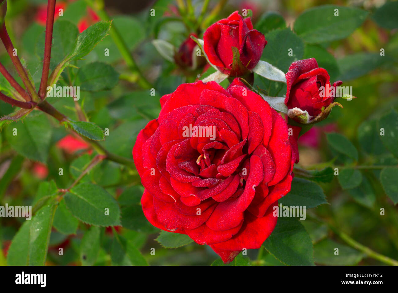 https://c8.alamy.com/comp/HYYR12/new-orleans-rose-heirloom-roses-st-paul-oregon-HYYR12.jpg
