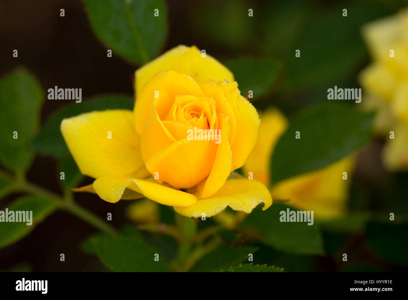 Cal Poly rose, Heirloom Roses, St Paul, Oregon Stock Photo Alamy