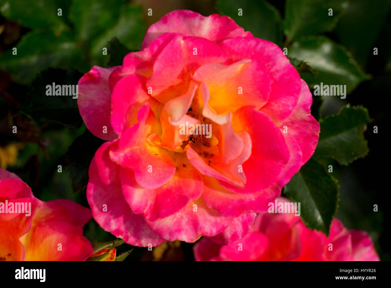 Dreamcoat rose, Heirloom Roses, St Paul, Oregon Stock Photo Alamy