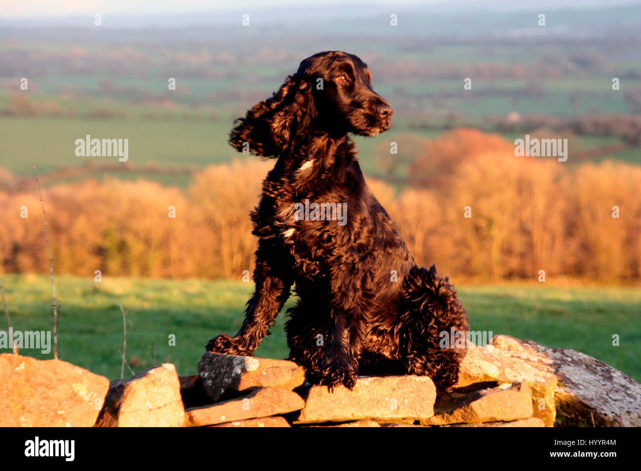 Show Cocker Spaniel sitting on a wall. English Countryside View Stock Photo