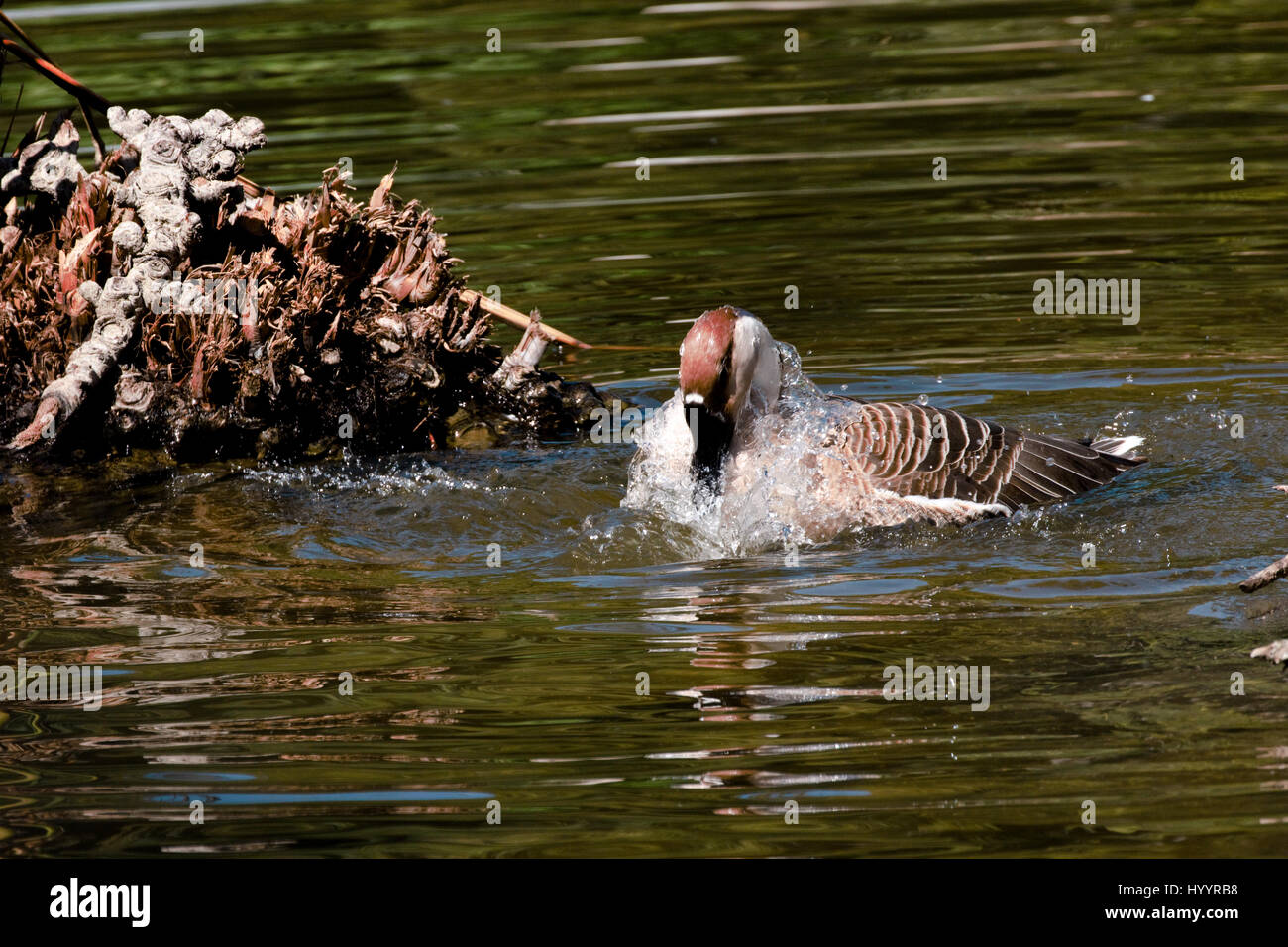 Handsome large goose hi-res stock photography and images - Alamy