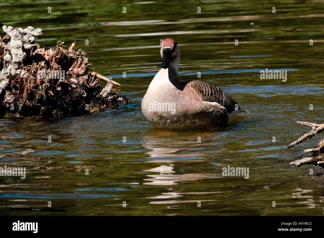 Handsome large goose hi-res stock photography and images - Alamy
