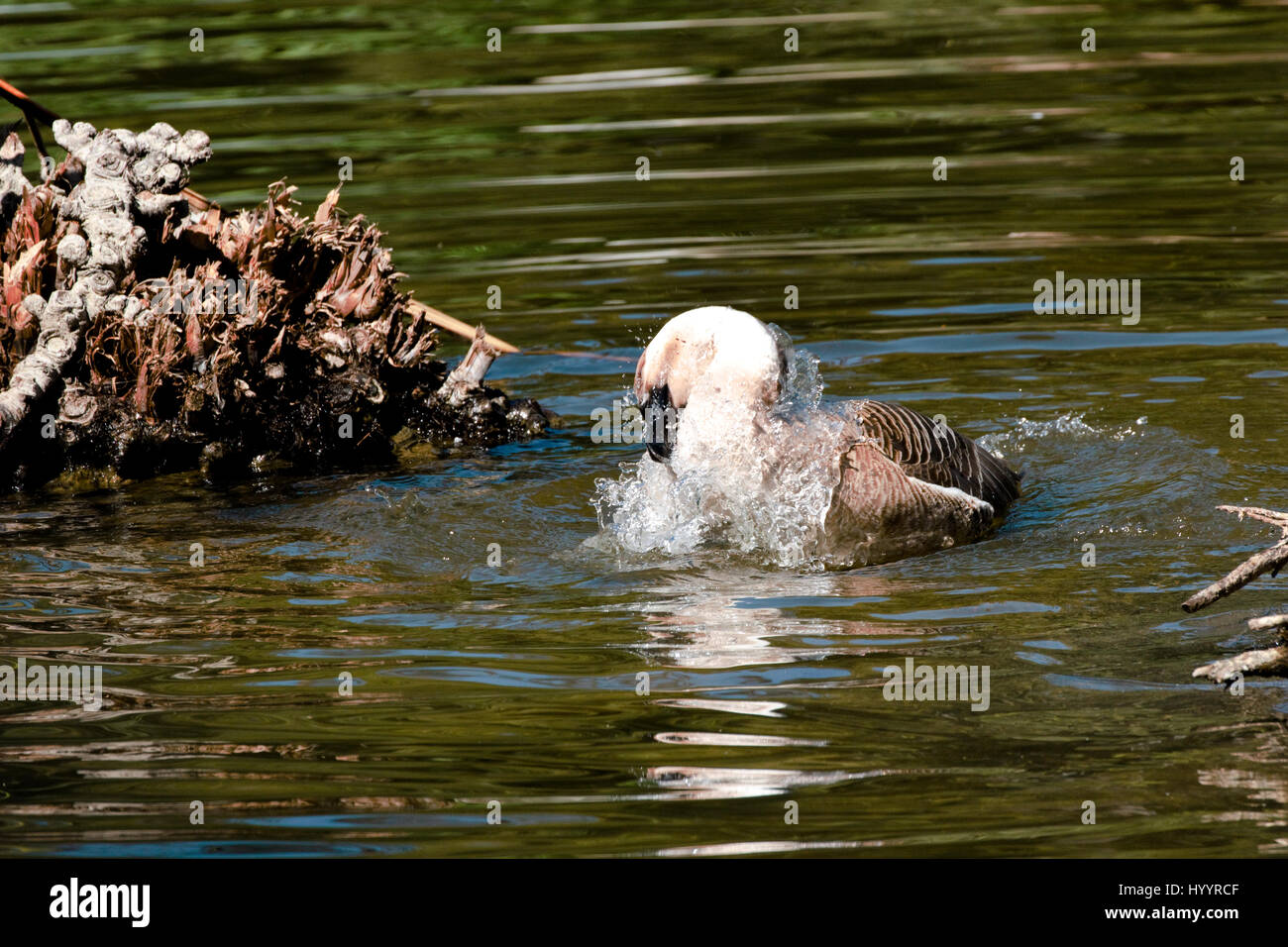 Handsome large goose hi-res stock photography and images - Alamy