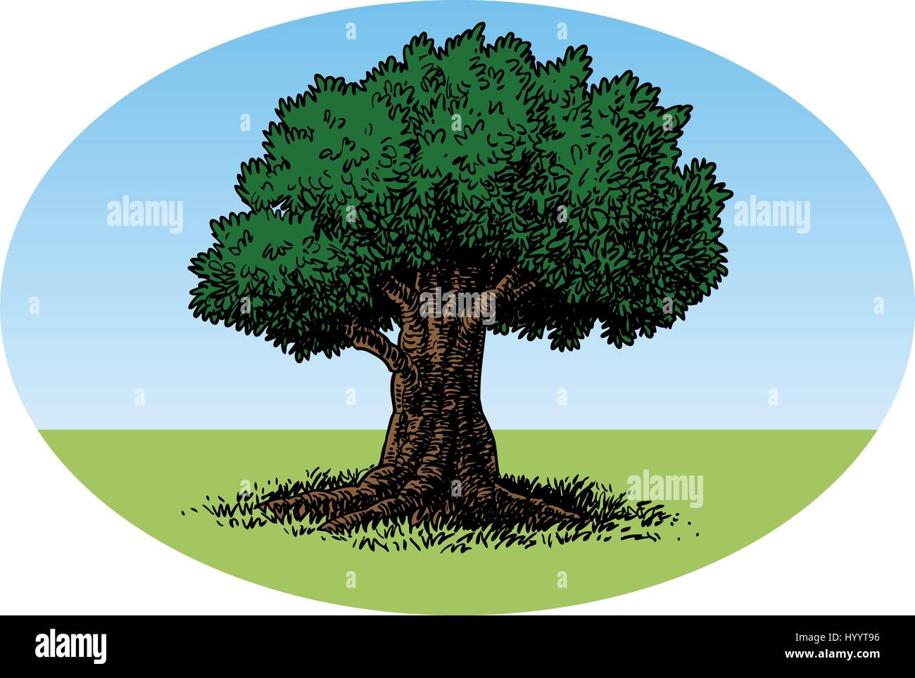 Large Oak tree. Vector Illustration. Stock Vector