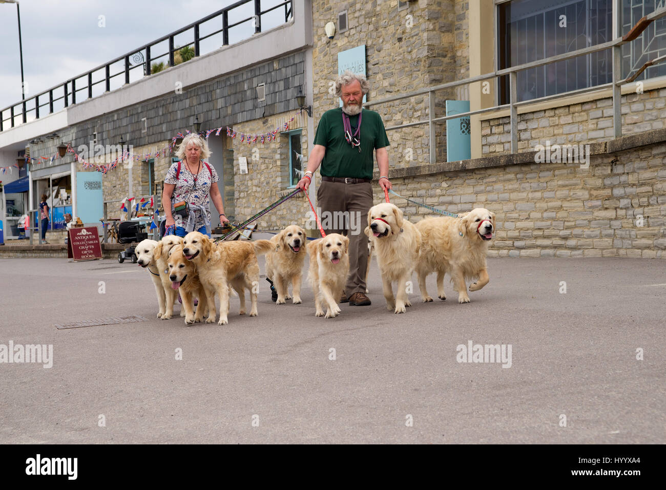 Couple walking eight dogs at Lyme Regis, Dorset, England Stock Photo