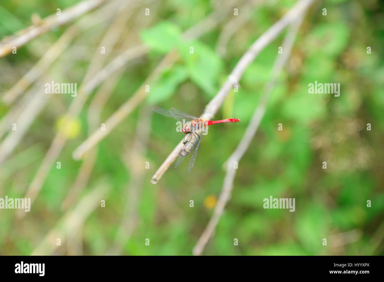 wild dragonfly resting on a branch in the forest Stock Photo - Alamy
