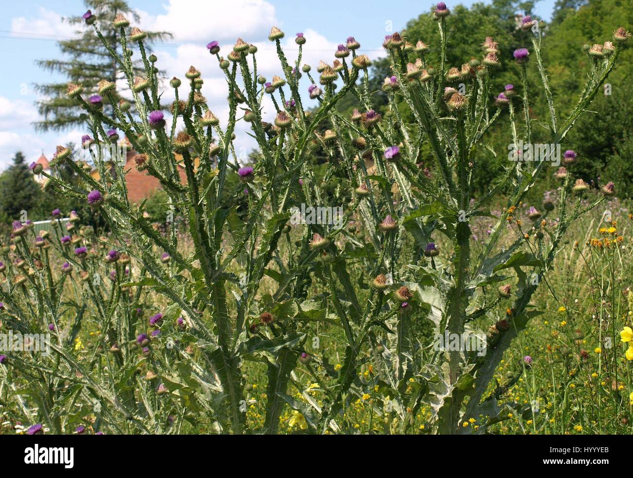 Thistle flowers Stock Photo