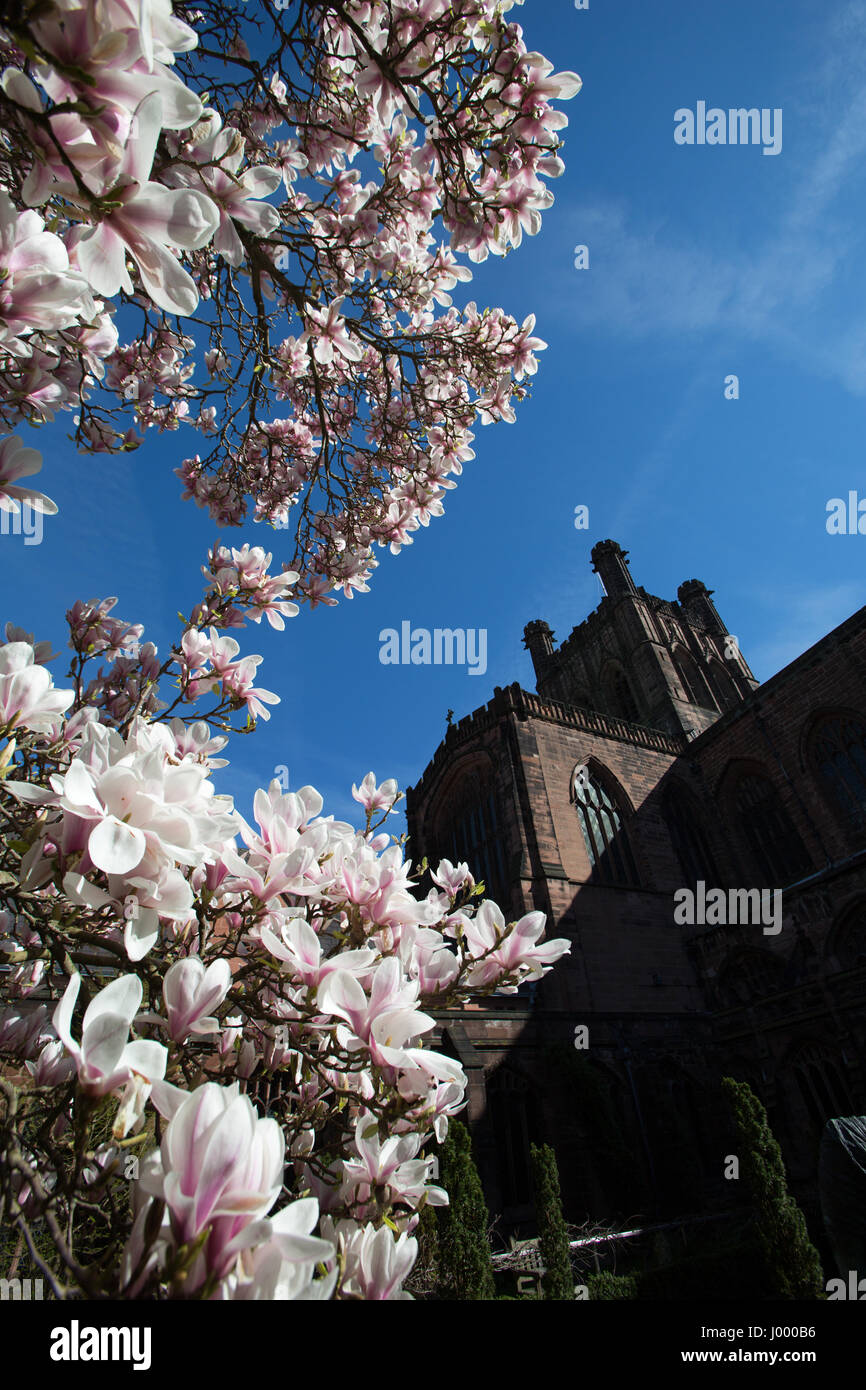 City of Chester, England. A spring view of the Cloister Garden of