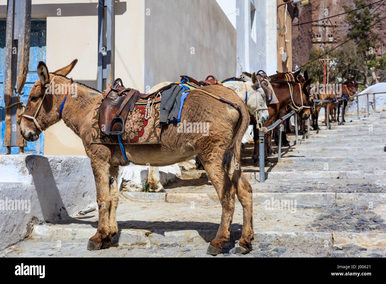 Santorini island, Greece Donkeys at Fira old port Stock Photo Alamy