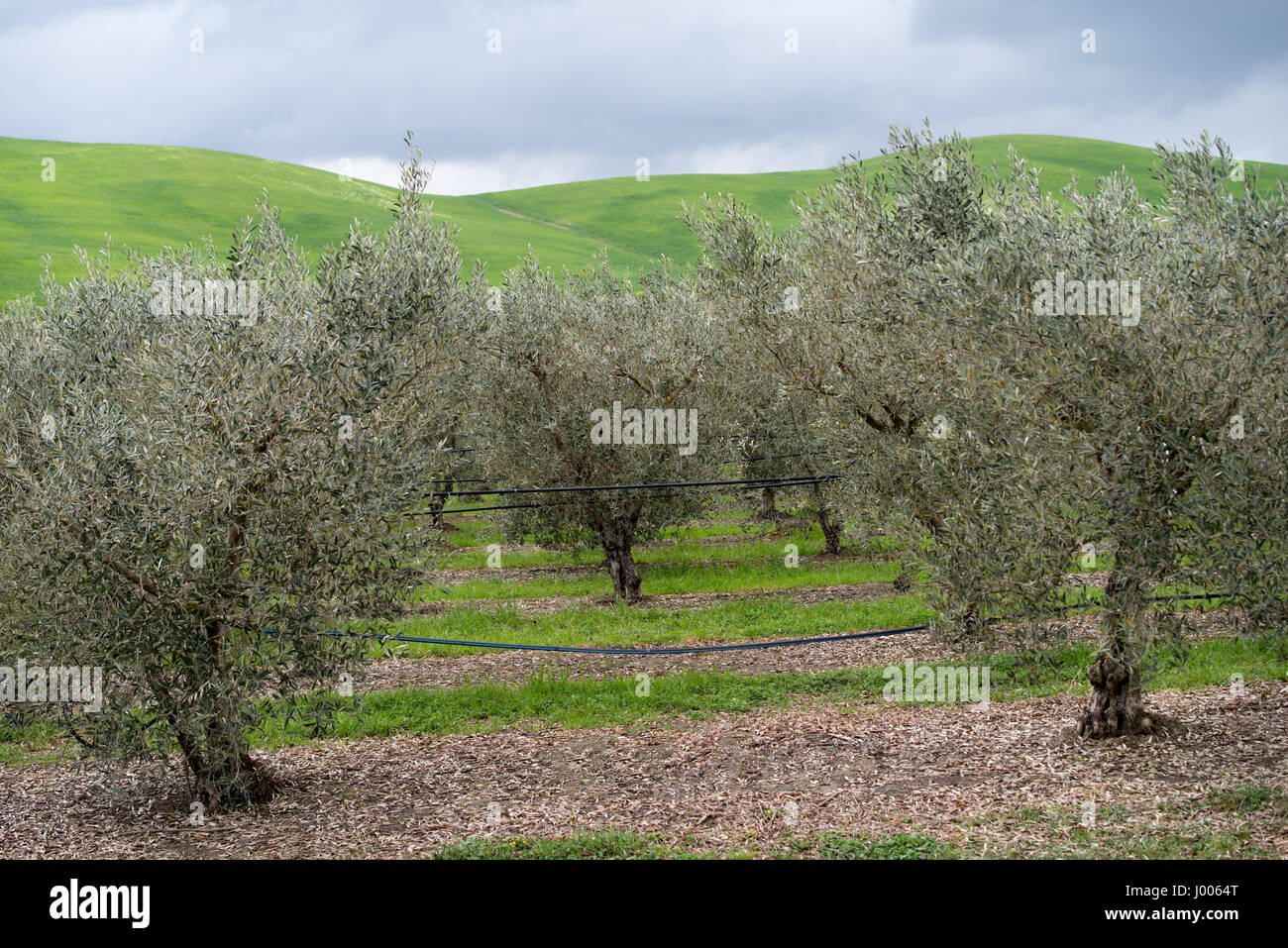 Olive orchard in Calabria region of Italy Stock Photo Alamy