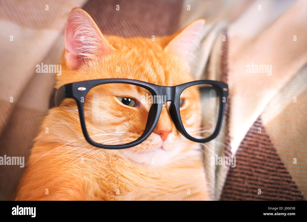 Cute red cat with glasses closeup indoor Stock Photo Alamy