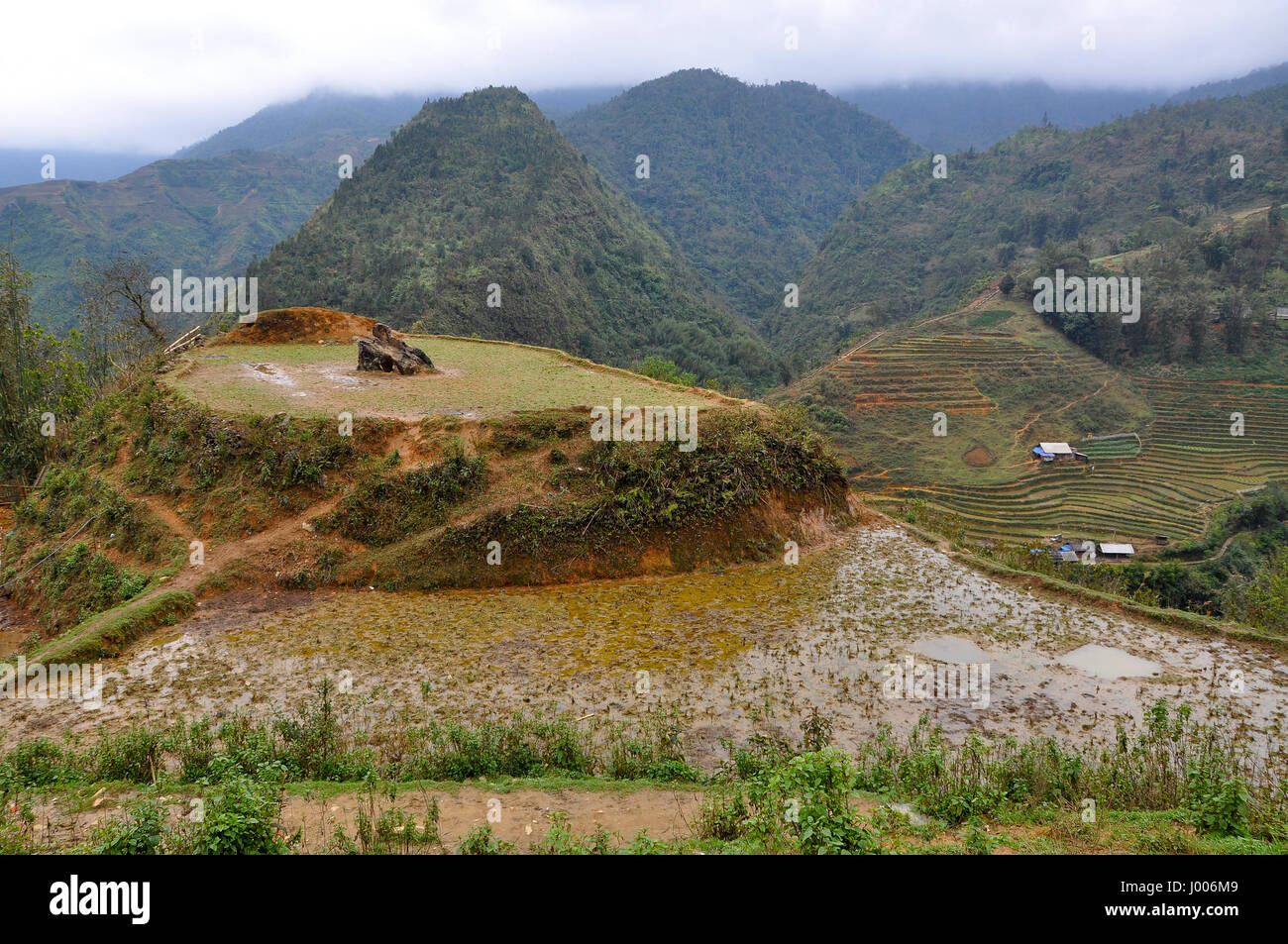 Terraced rice field in Cat Cat, Sa Pa, Northern Vietnam Stock Photo - Alamy