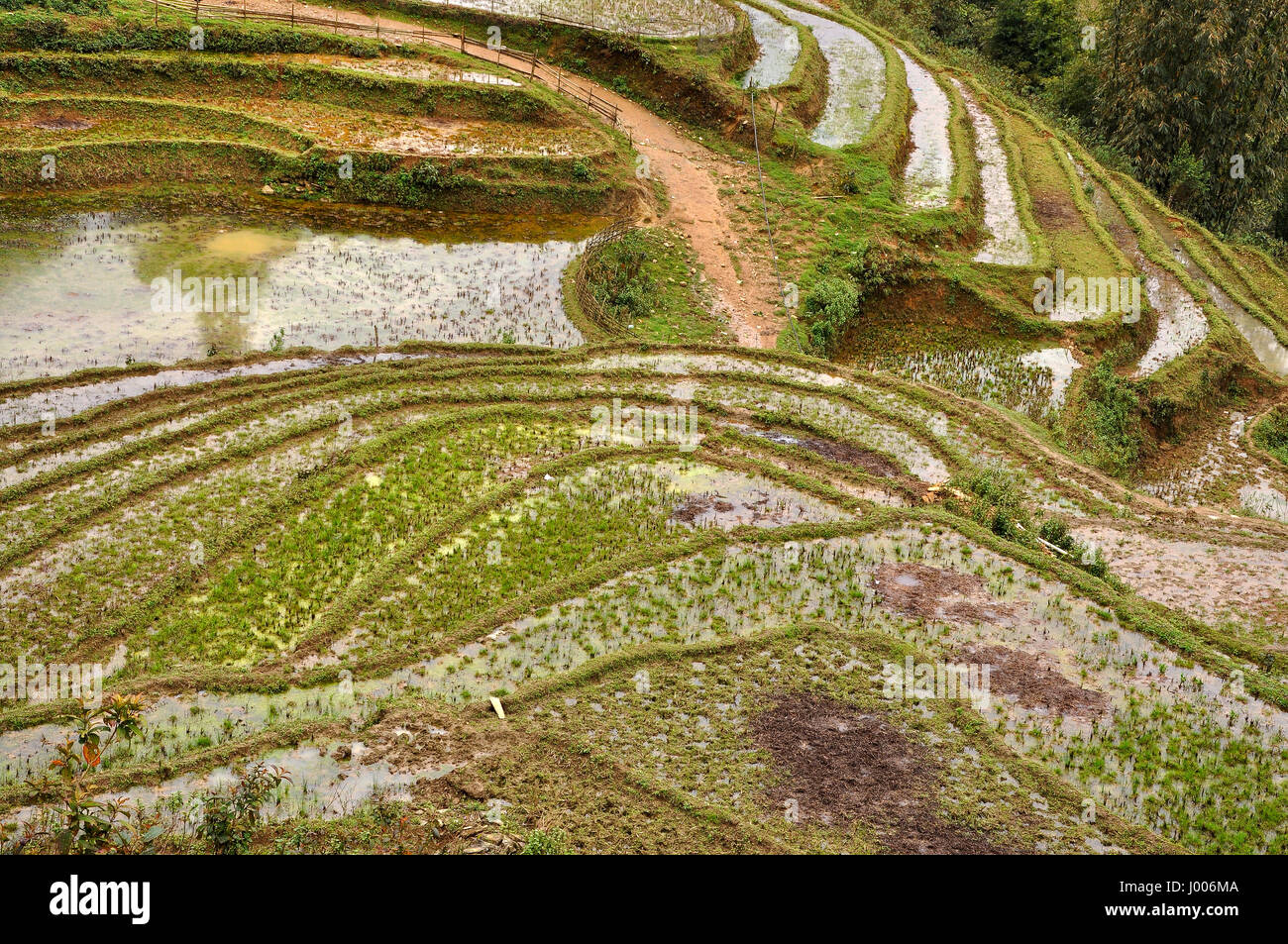 Terraced rice field in Cat Cat, Sa Pa, Northern Vietnam Stock Photo - Alamy