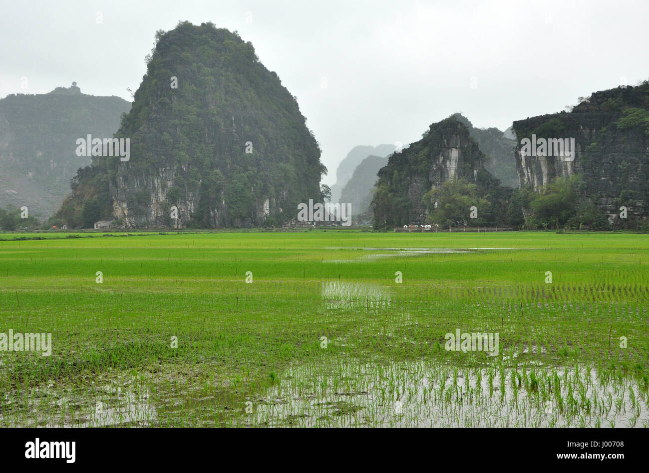 Vietnam landscape. Rice fields and karst towers in Ninh Binh in a ...