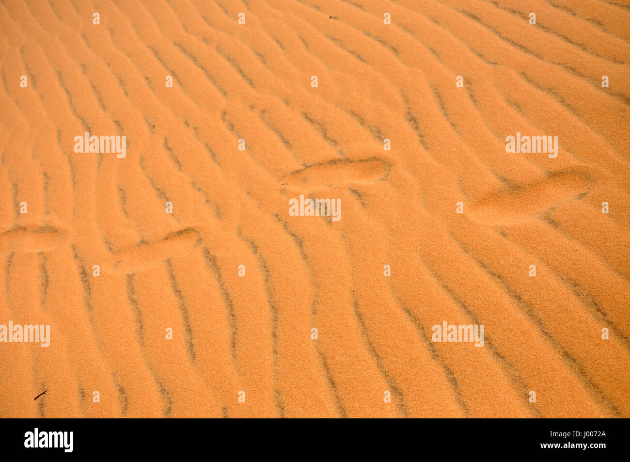 Footprints in the desert sand. Sand ripple details Stock Photo