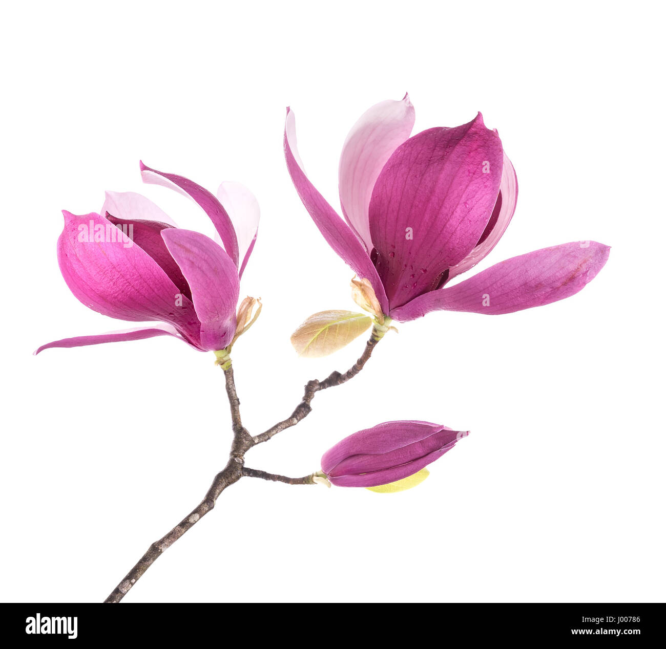 magnolia flowers isolated on white background Stock Photo - Alamy