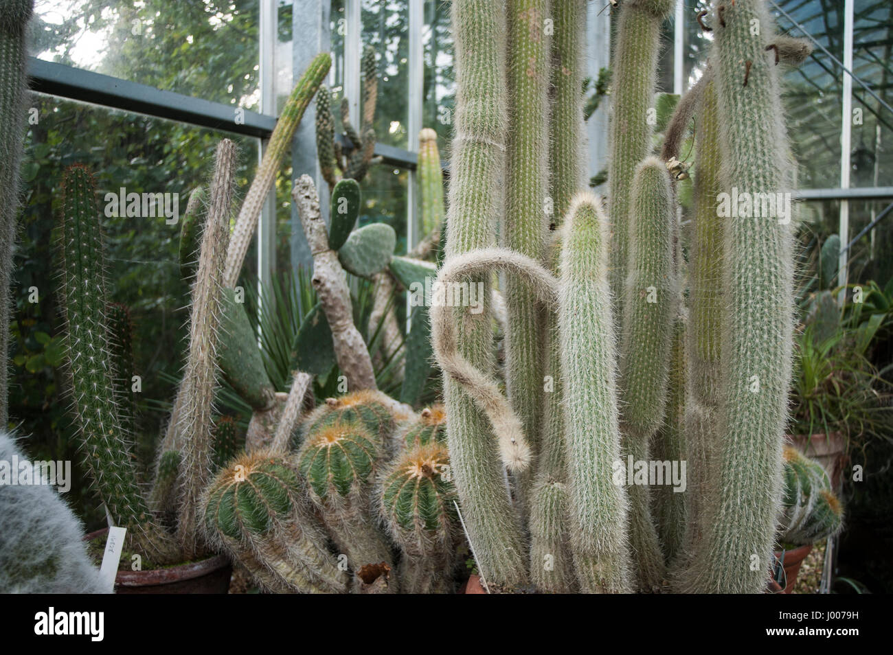 Collection of cactus plants growing in a greenhouse Stock Photo