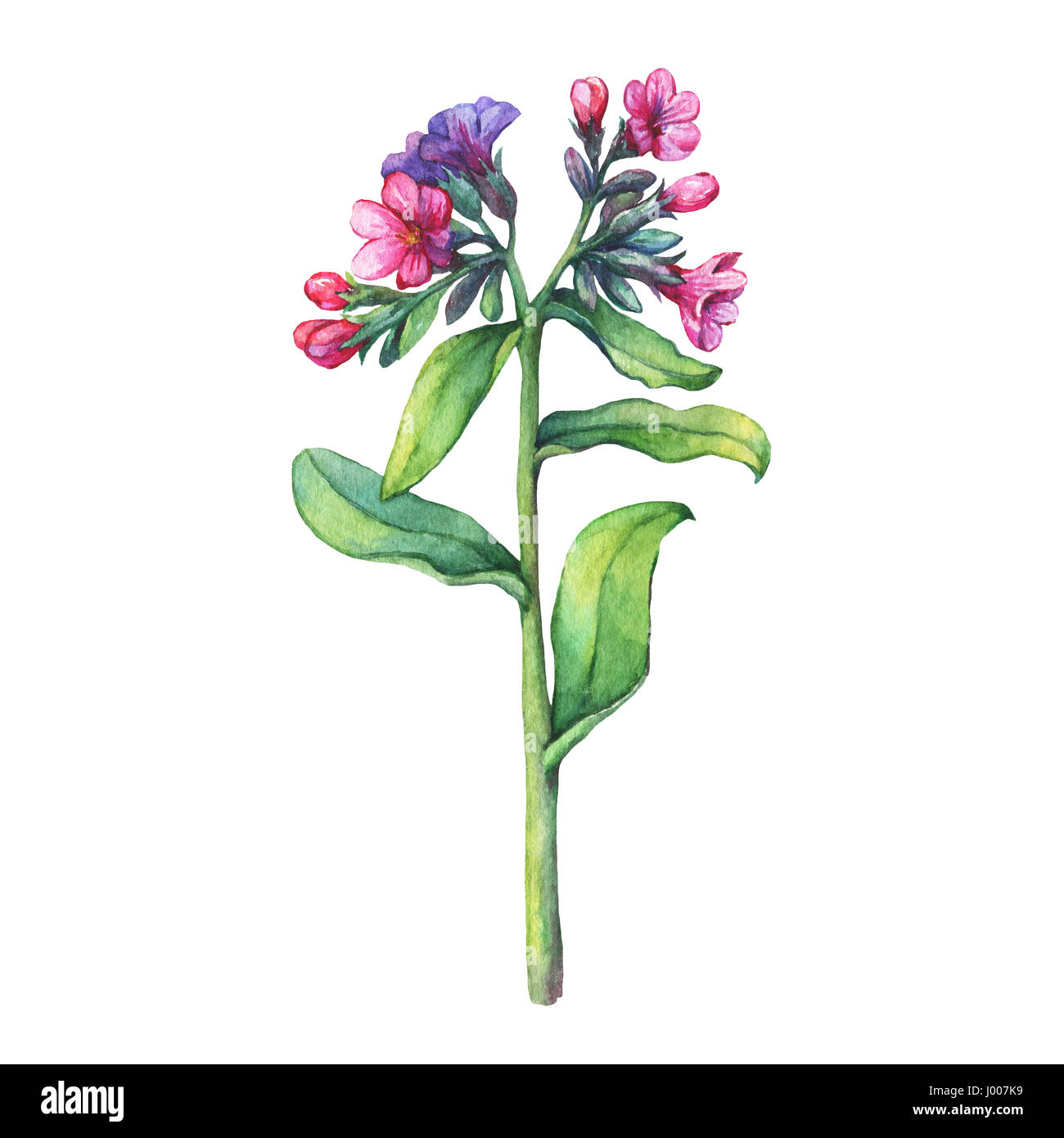 Illustration of first spring wild flowers - Dark lungwort medicinal (Pulmonaria officinalis). Hand drawn watercolor painting on white background. Stock Photo
