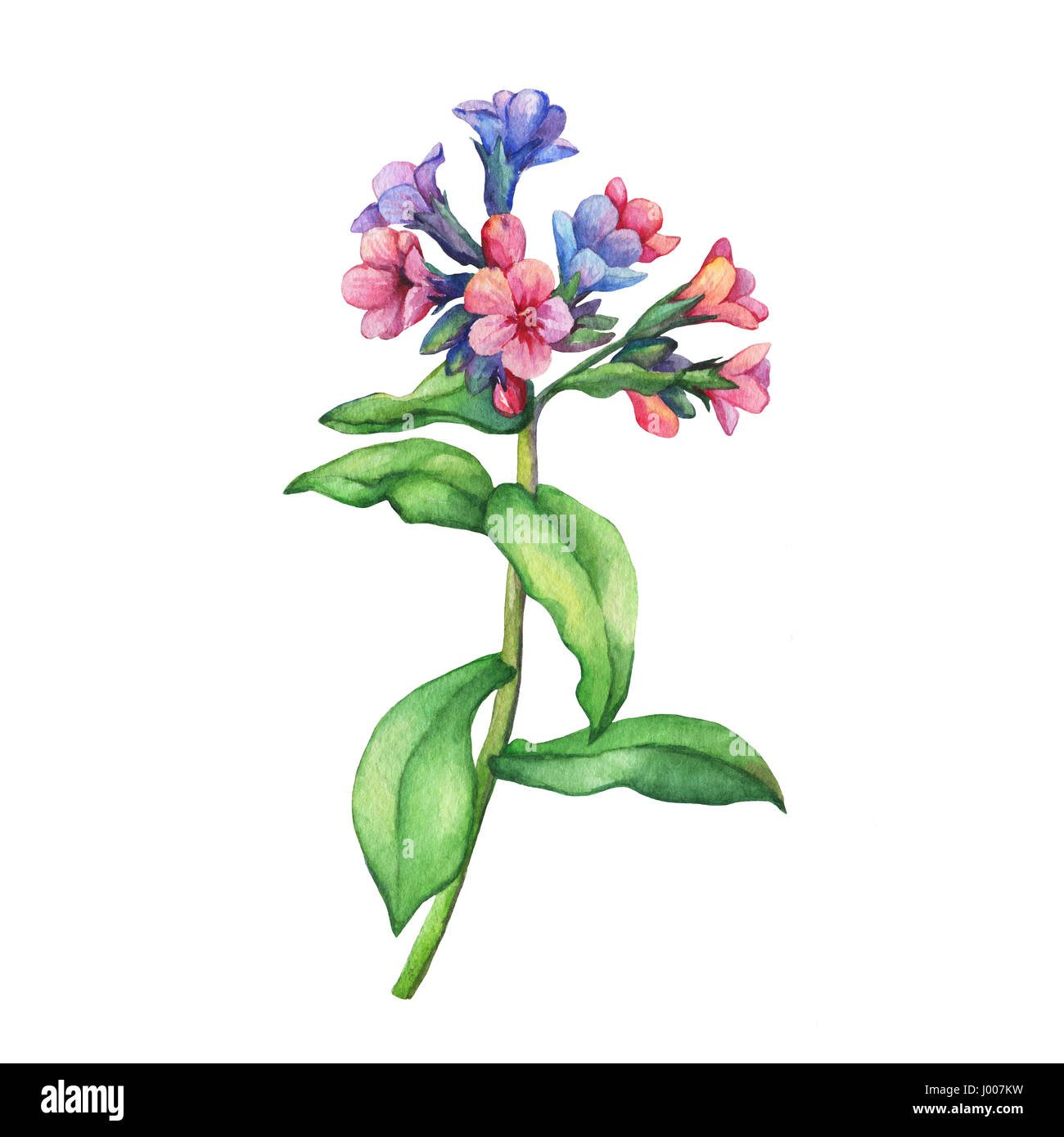 Illustration of first spring wild flowers - Dark lungwort medicinal (Pulmonaria officinalis). Hand drawn watercolor painting on white background. Stock Photo